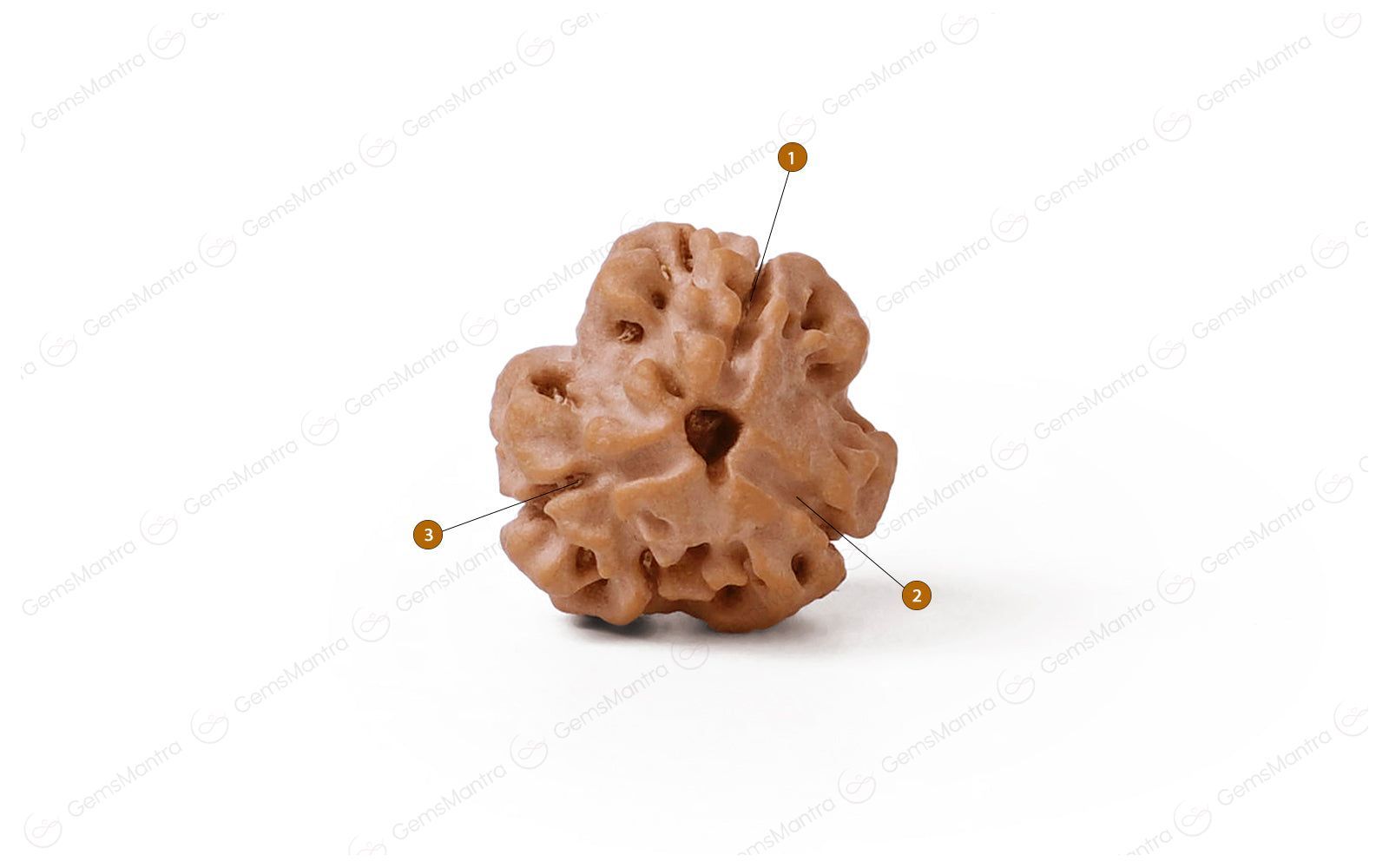 Natural 3 Mukhi Rudraksha (Nepali)