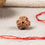Natural 3 Mukhi Rudraksha (Nepali)