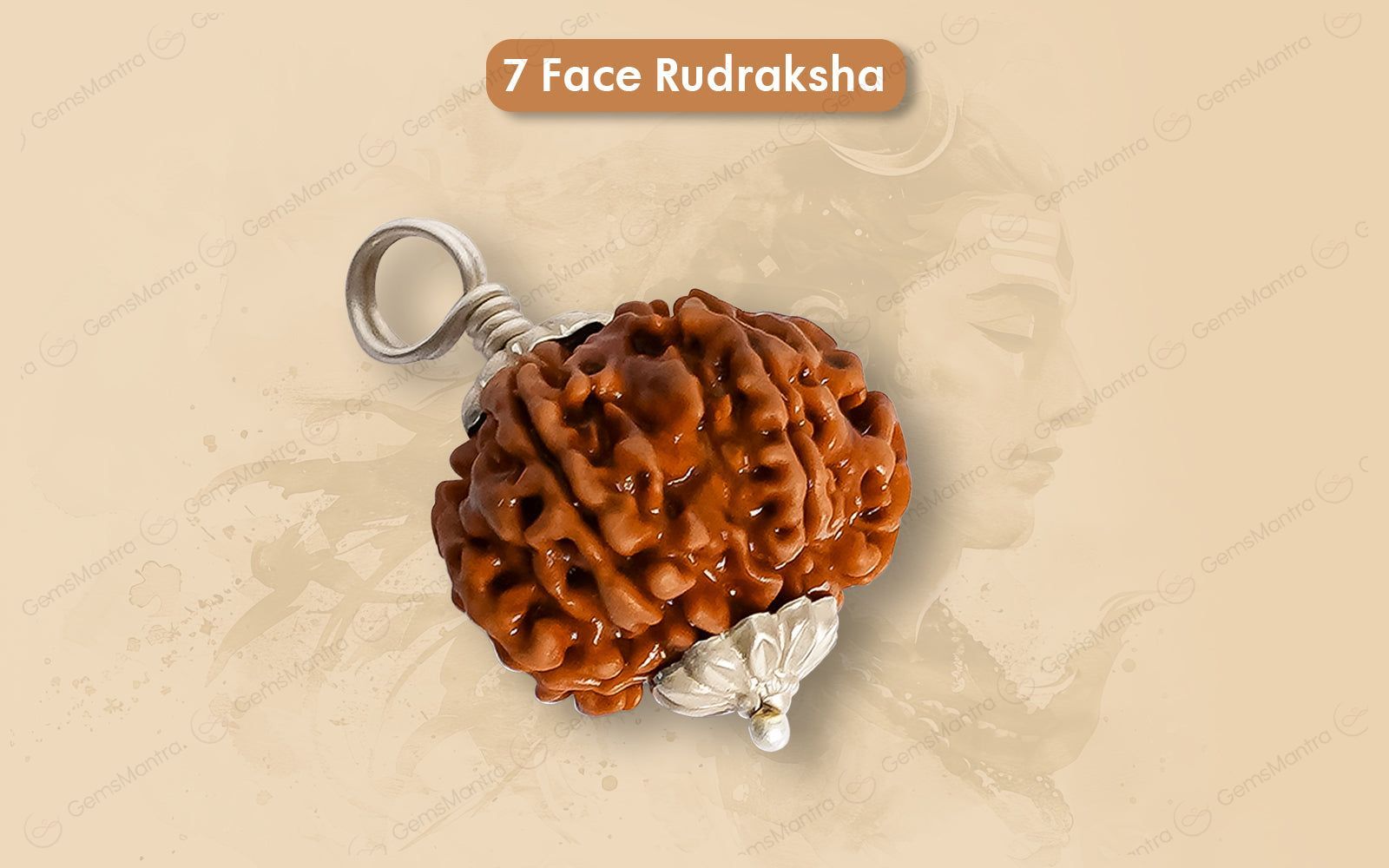 Natural 7 Mukhi Rudraksha