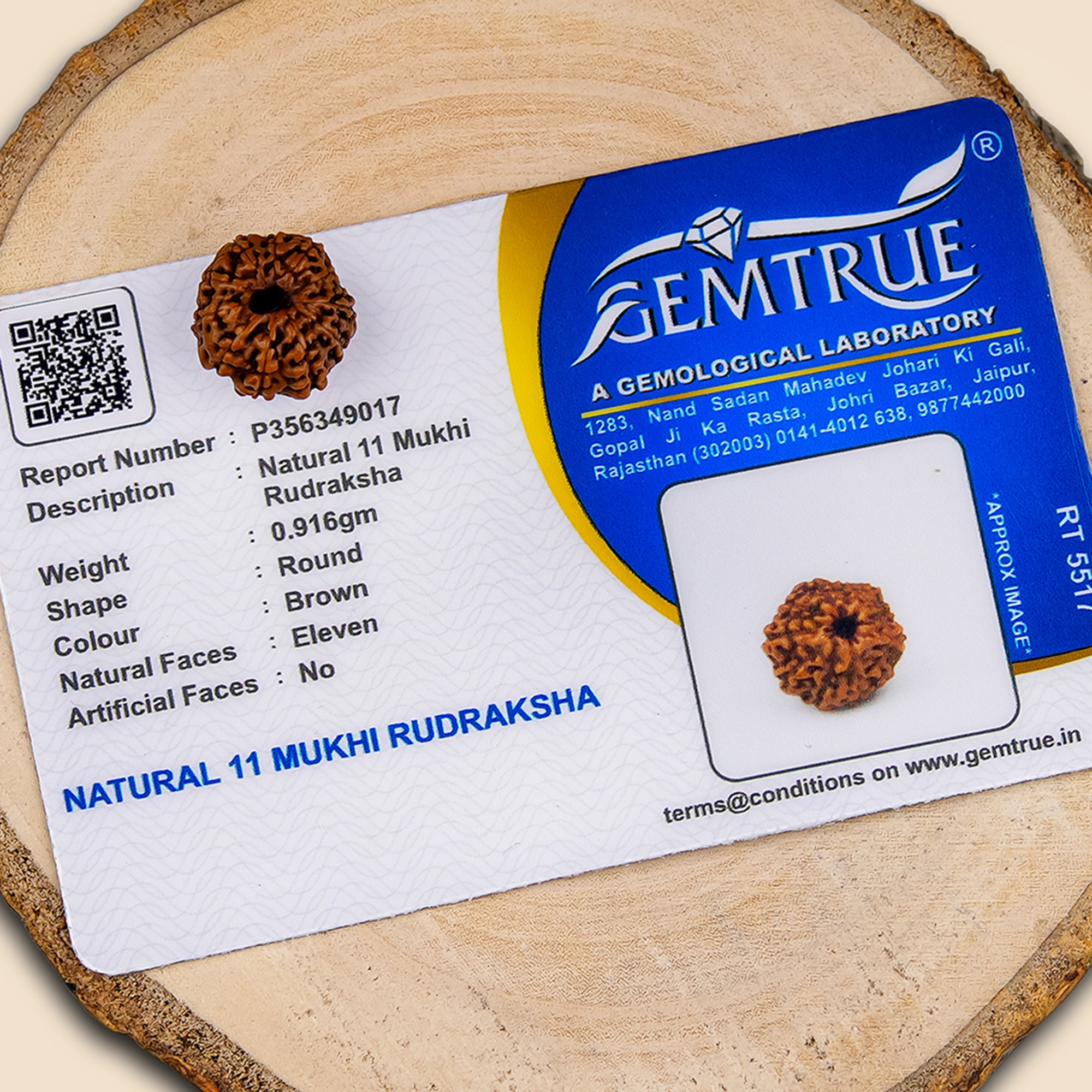 11 Mukhi Rudraksha – Original Indonesian Bead