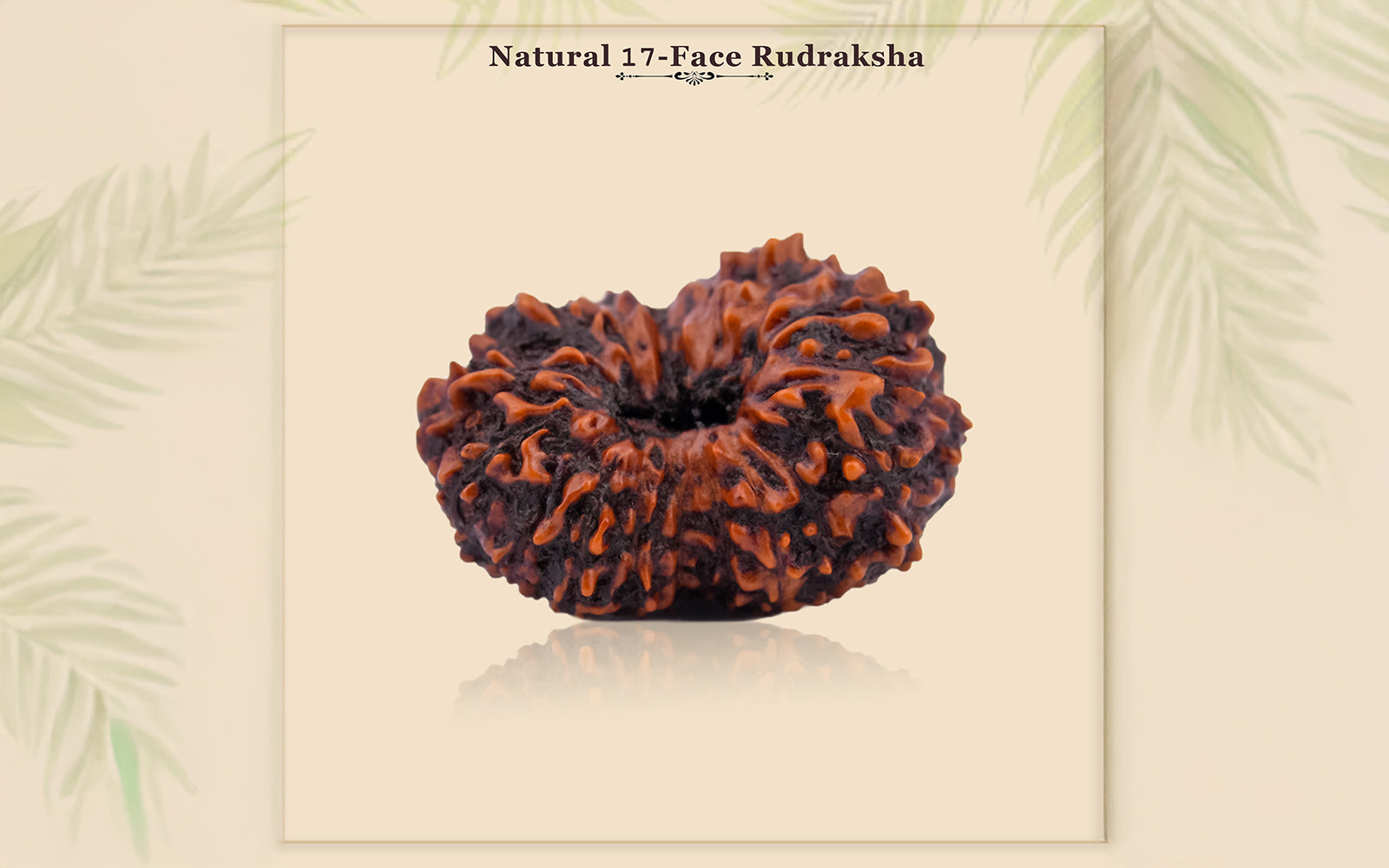 17 Mukhi Rudraksha – Original Indonesian Bead