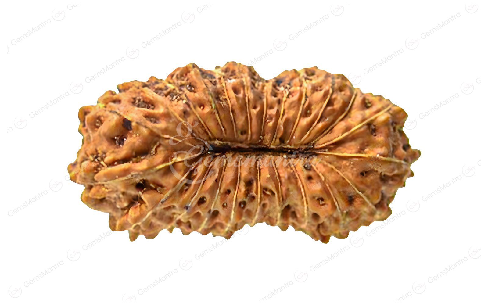 Natural 23 Mukhi Rudraksha (Nepali)