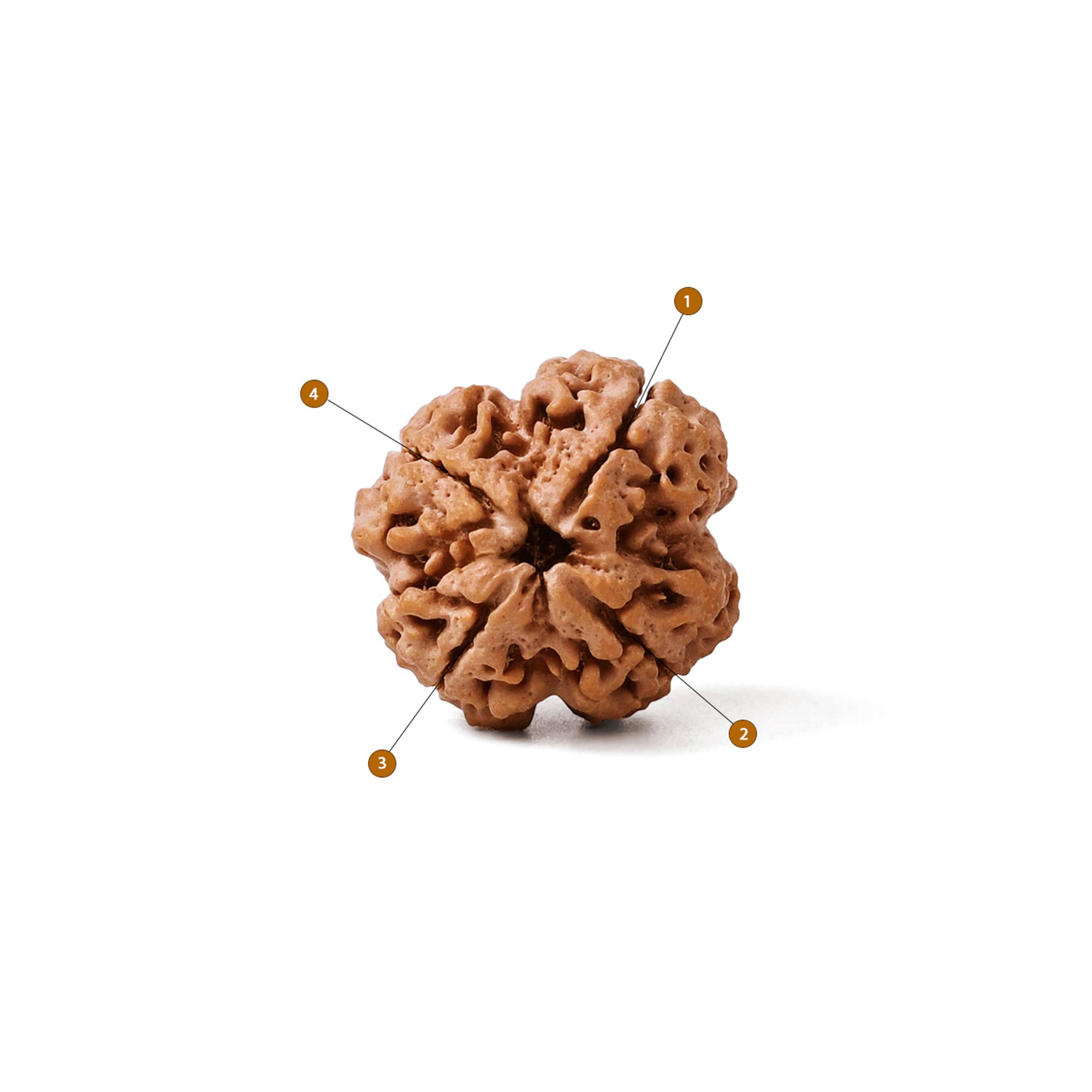 4 Mukhi Rudraksha – Original Nepali Bead