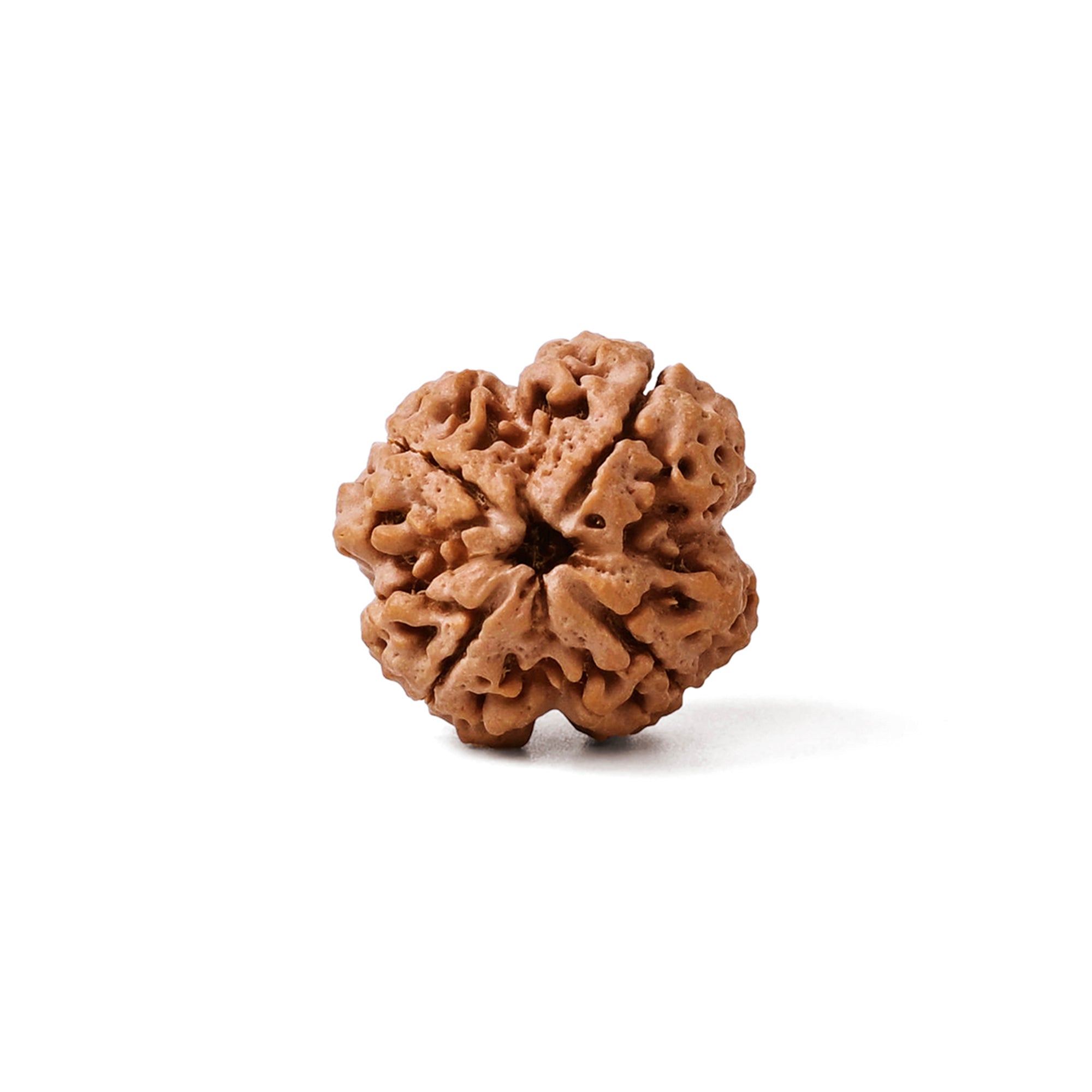 4 Mukhi Rudraksha – Original Nepali Bead