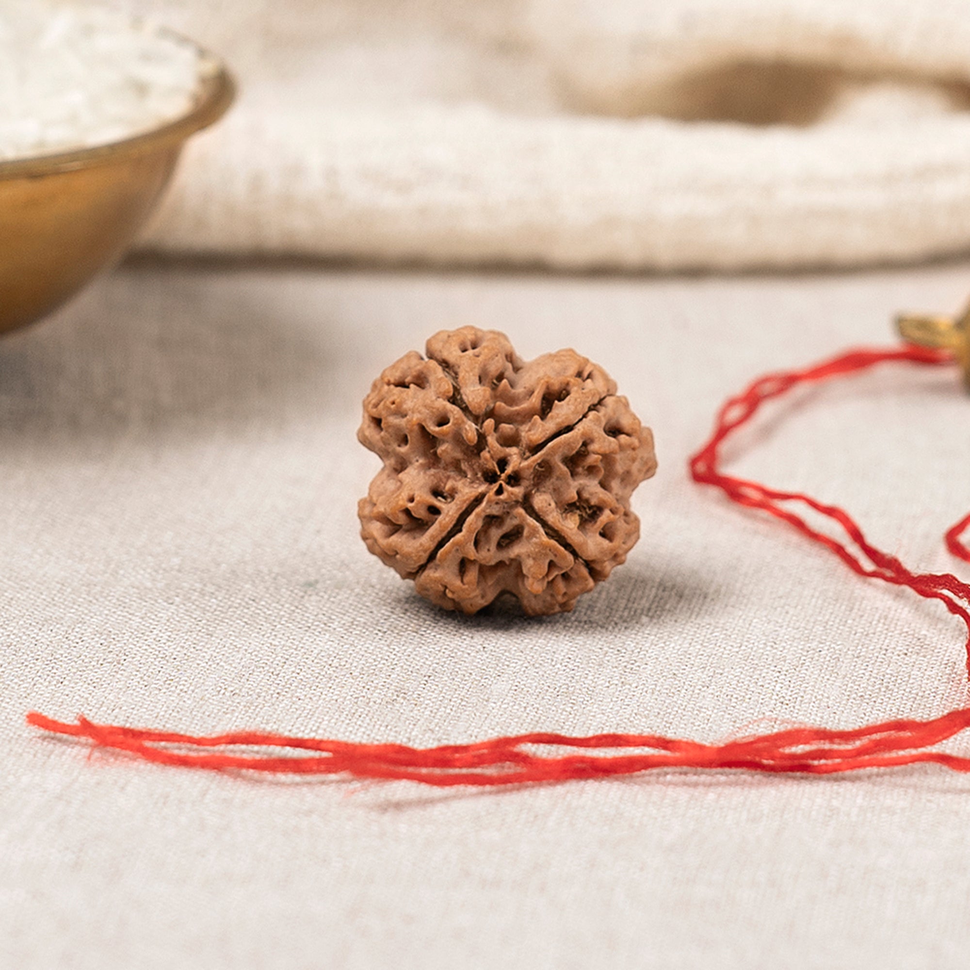 4 Mukhi Rudraksha – Original Nepali Bead