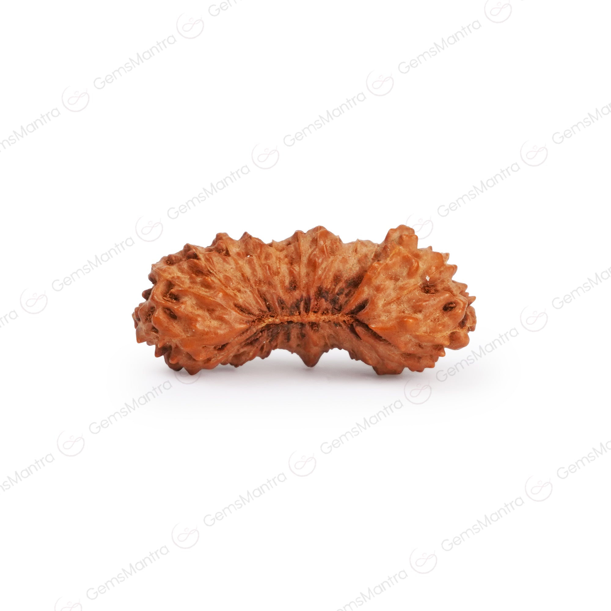 Natural 25 Mukhi Rudraksha (Indo)