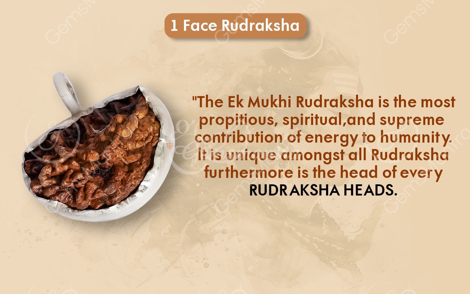 1 Mukhi Rudraksha (with Silver Pendant) - Indian
