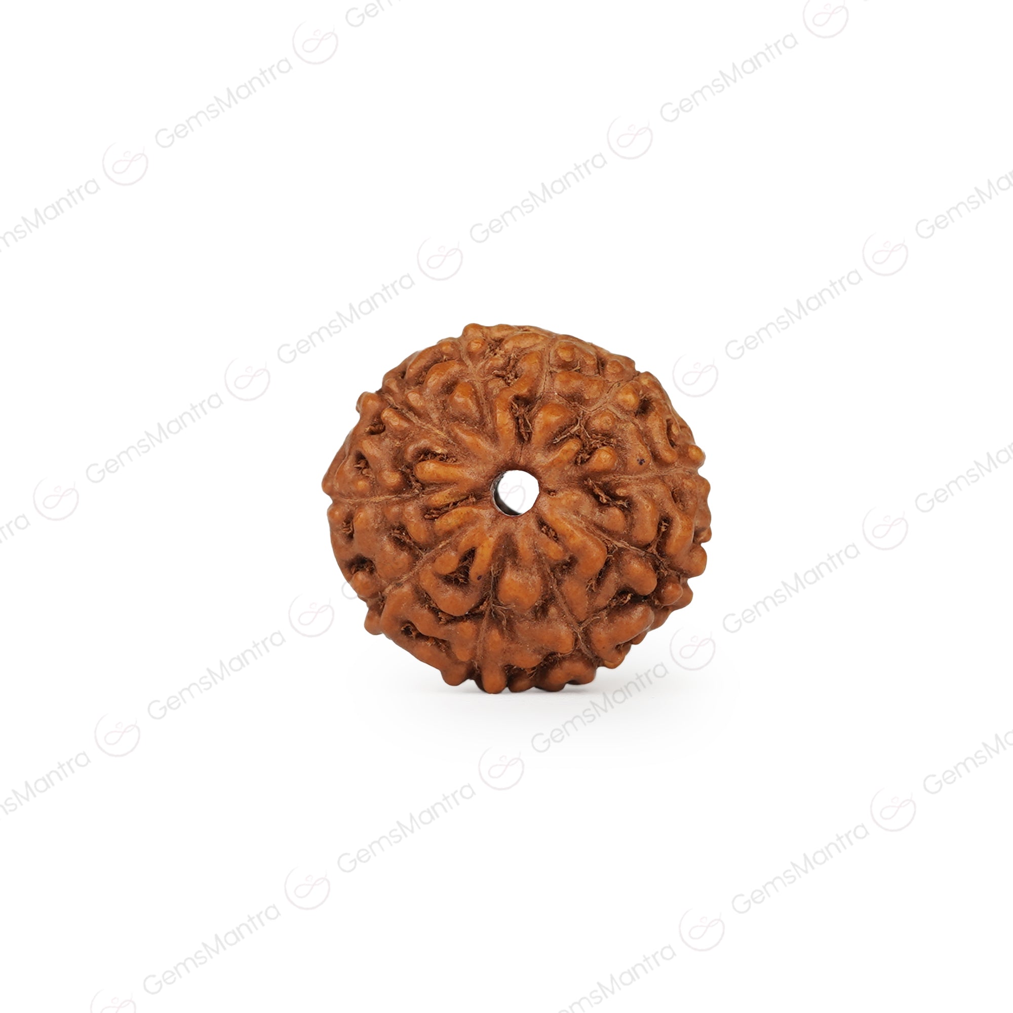 Natural 10 Mukhi Rudraksha (Indo)