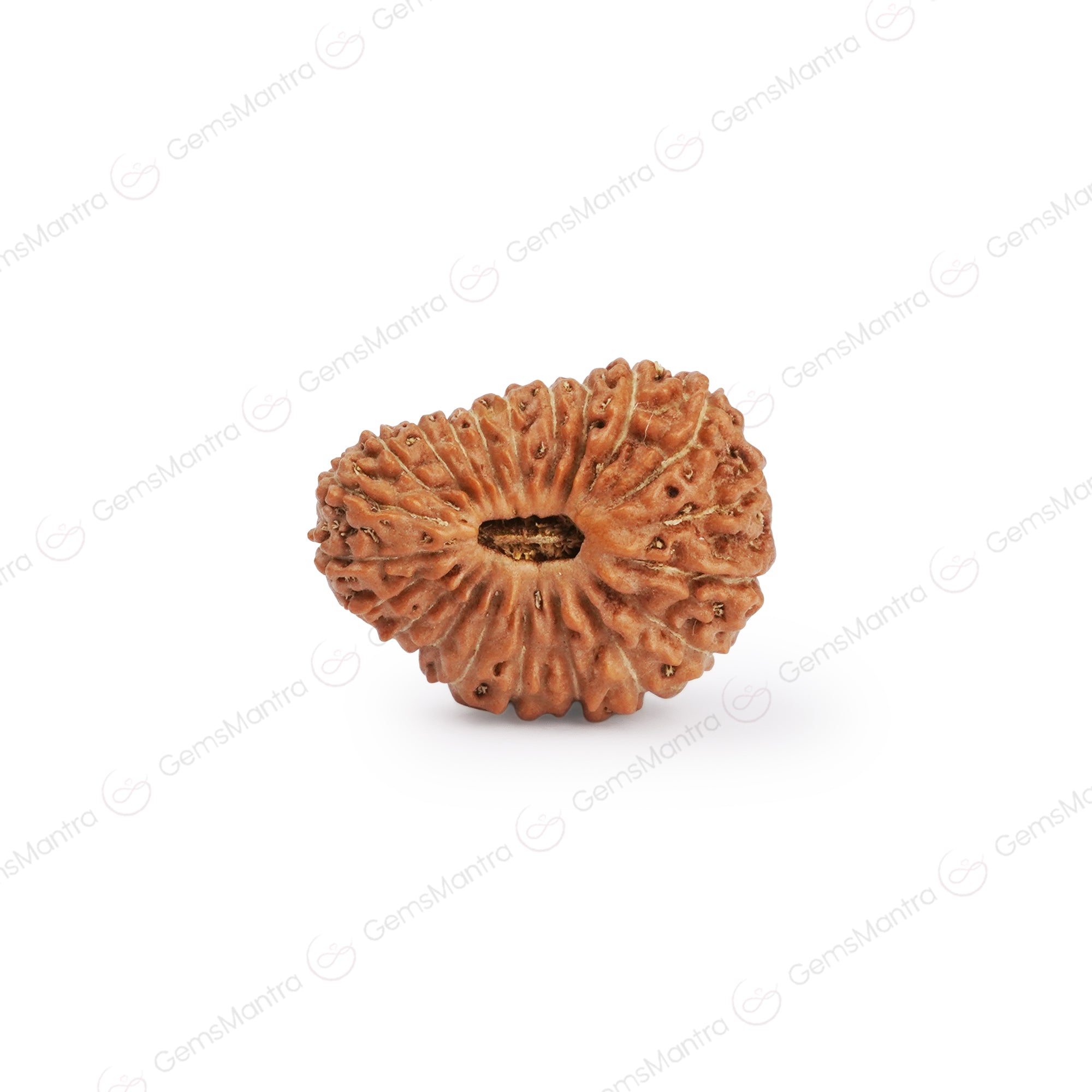 Natural 21 Mukhi Rudraksha (Nepali)
