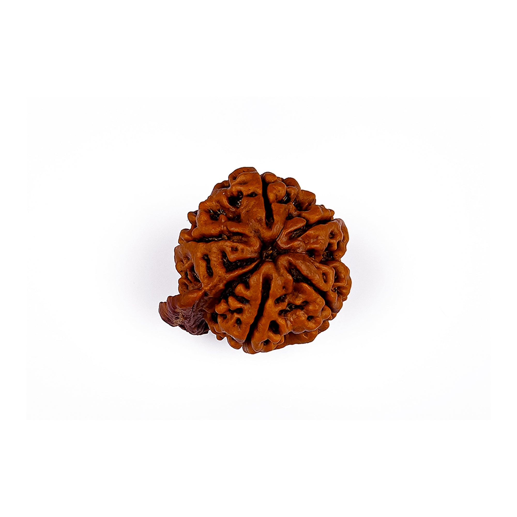 Ganesh Rudraksha – Original Natural Bead