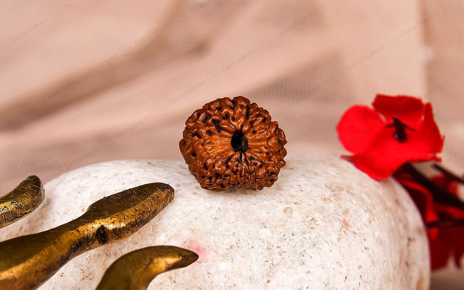 Natural 18 Mukhi Rudraksha - Rare Find
