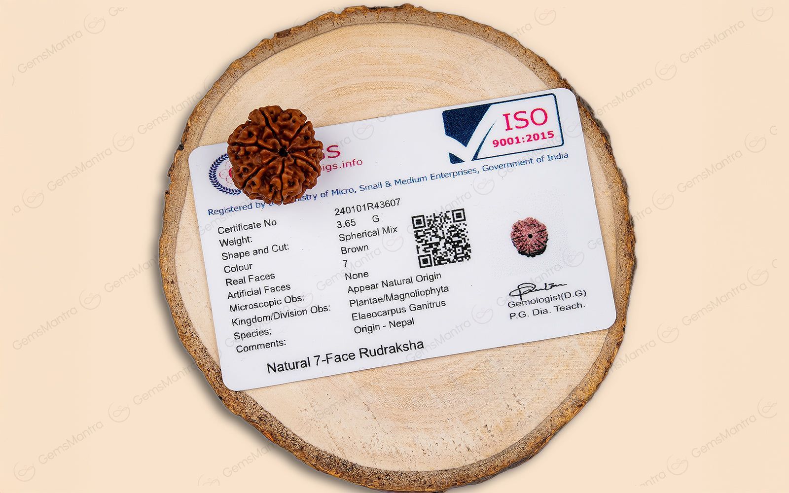 Natural 7 Mukhi Rudraksha