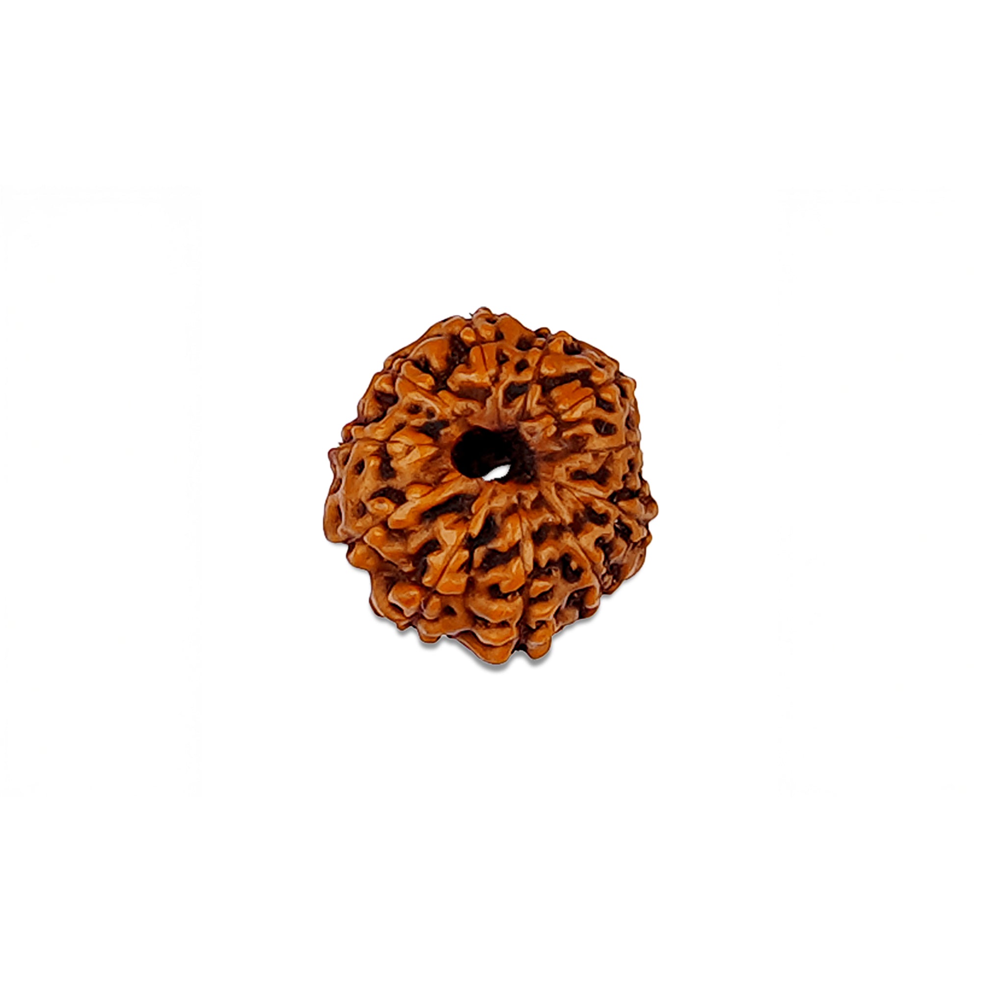 11 Mukhi Rudraksha – Original Indonesian Bead