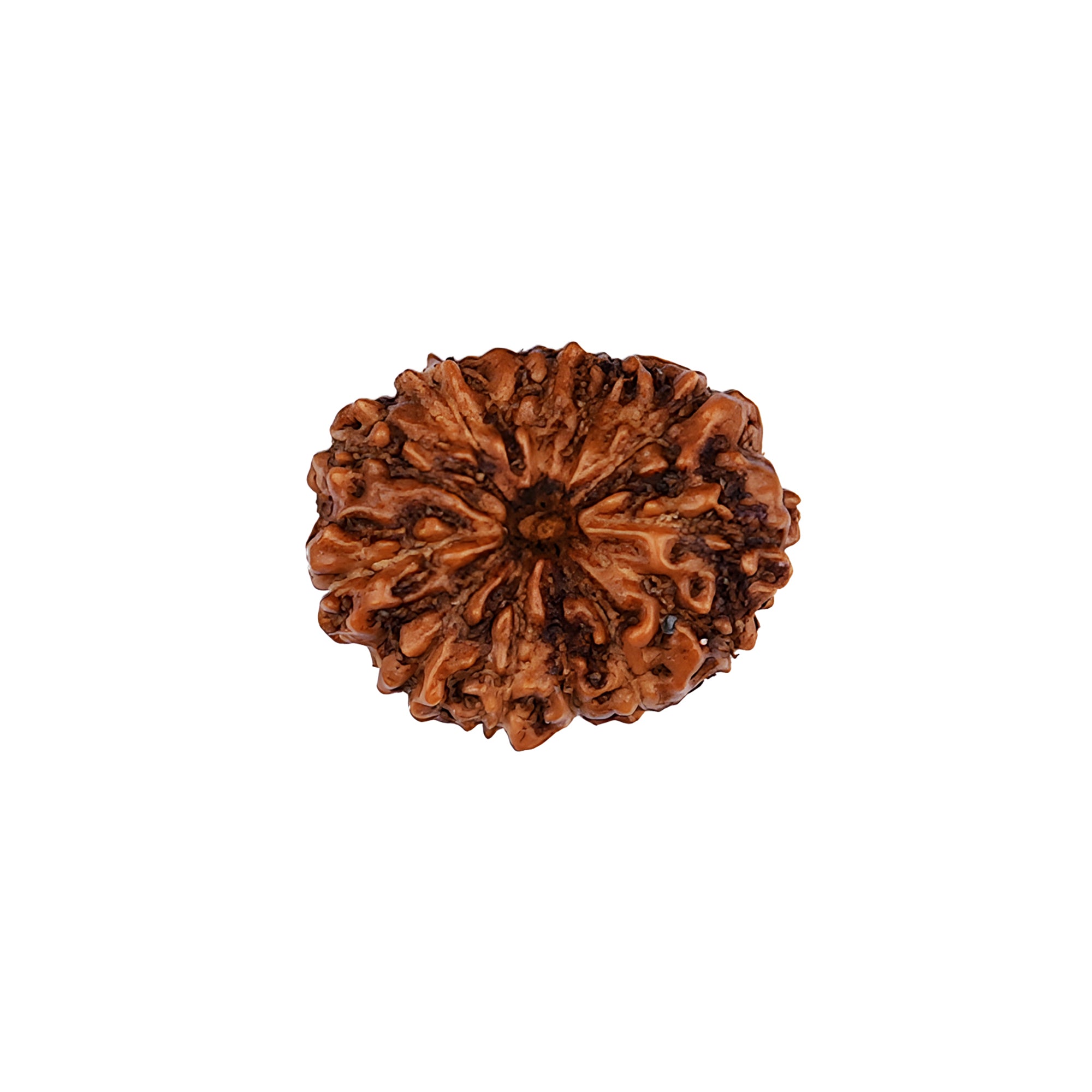 13 Mukhi Rudraksha – Original Indonesian Bead