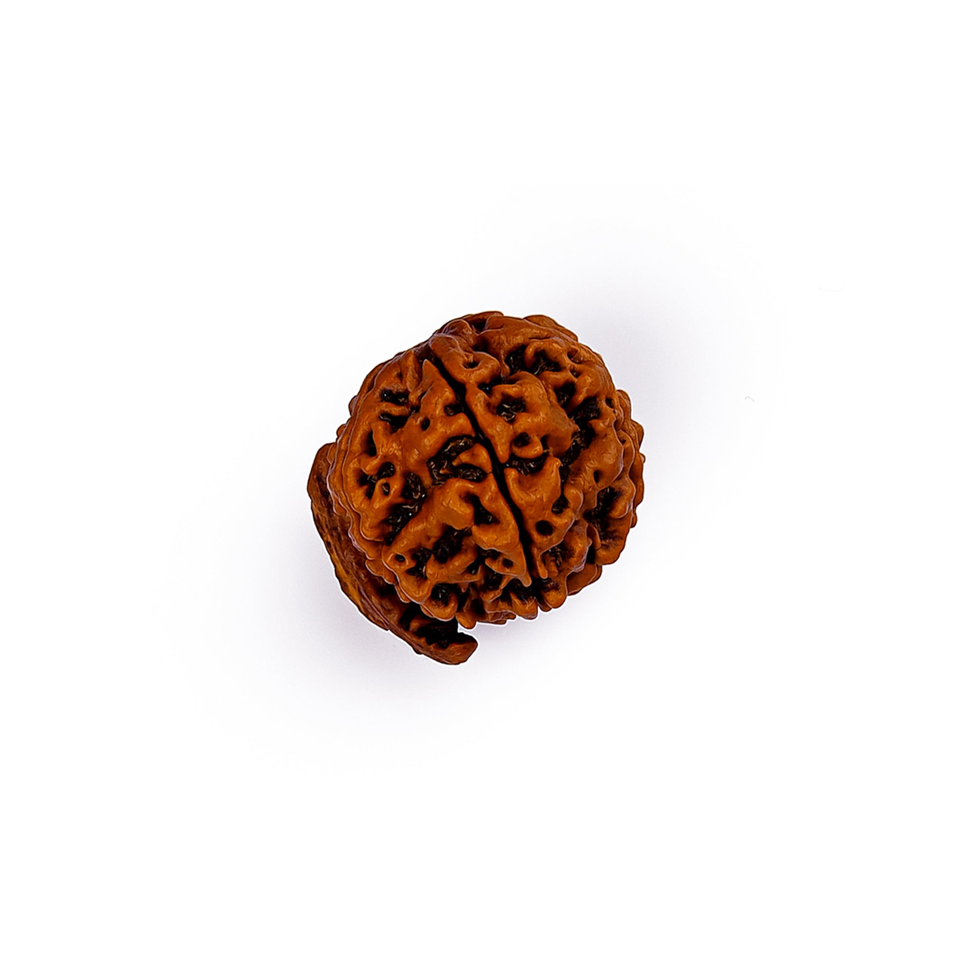 Ganesh Rudraksha – Original Natural Bead