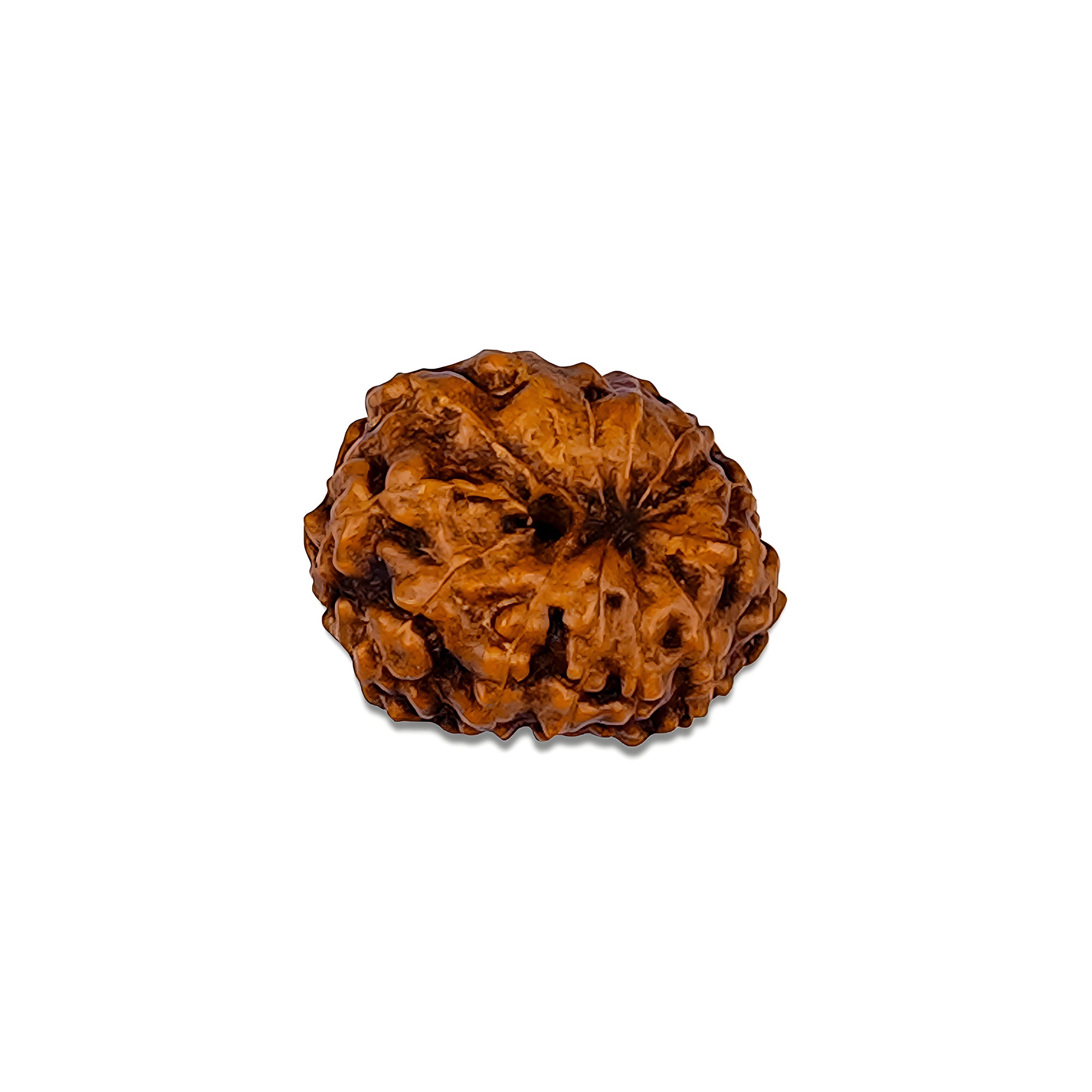 12 Mukhi Rudraksha – Original Indonesian Bead