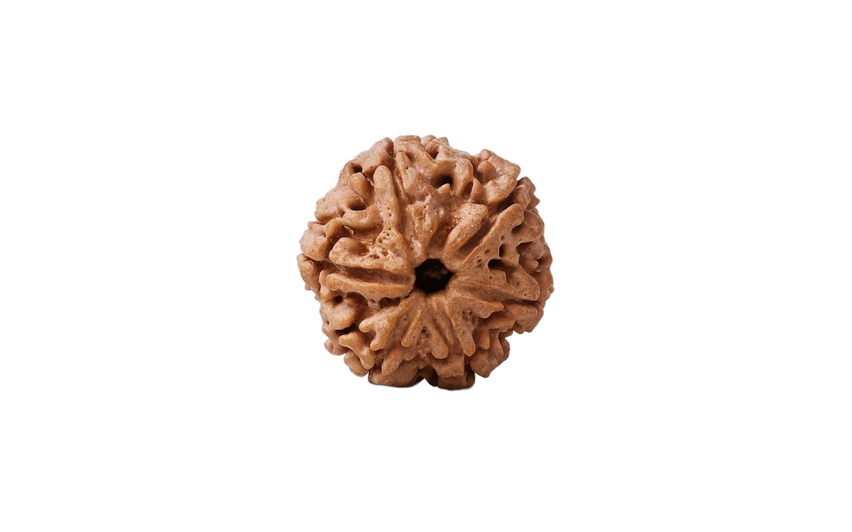 Natural 6 Mukhi Rudraksha – original bare bead with transparent background