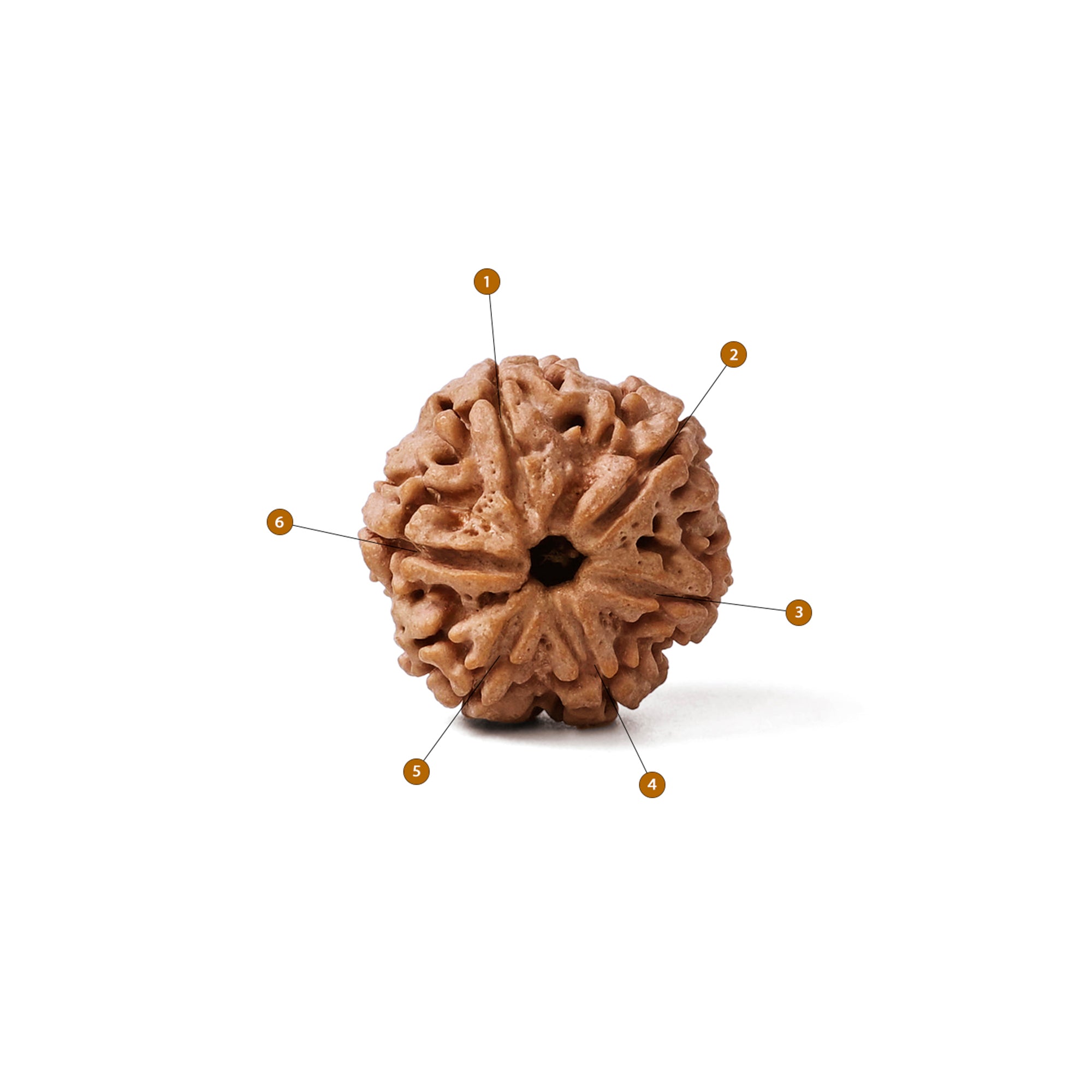 6 Mukhi Rudraksha – Original Nepali Bead