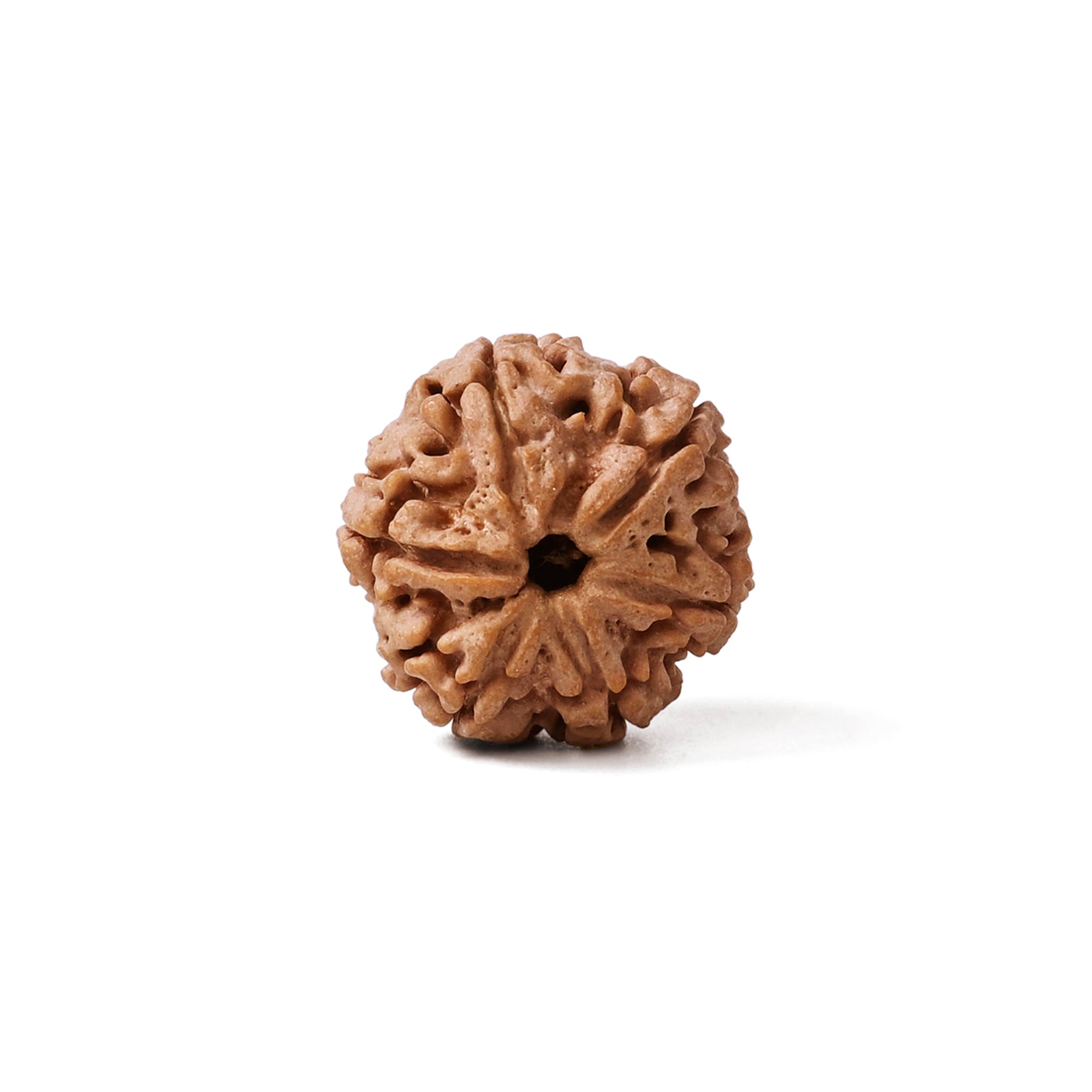 6 Mukhi Rudraksha – Original Nepali Bead