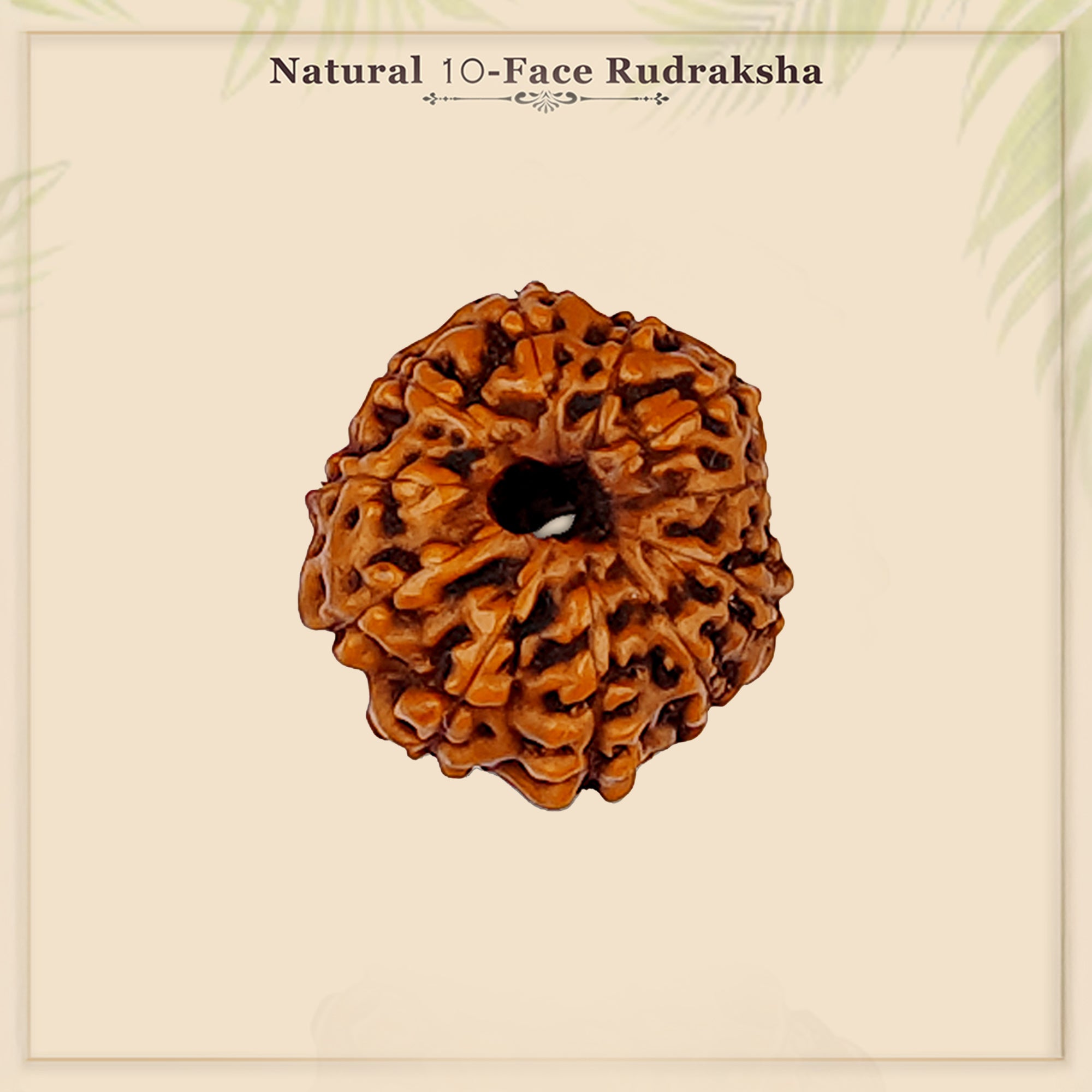 11 Mukhi Rudraksha – Original Indonesian Bead