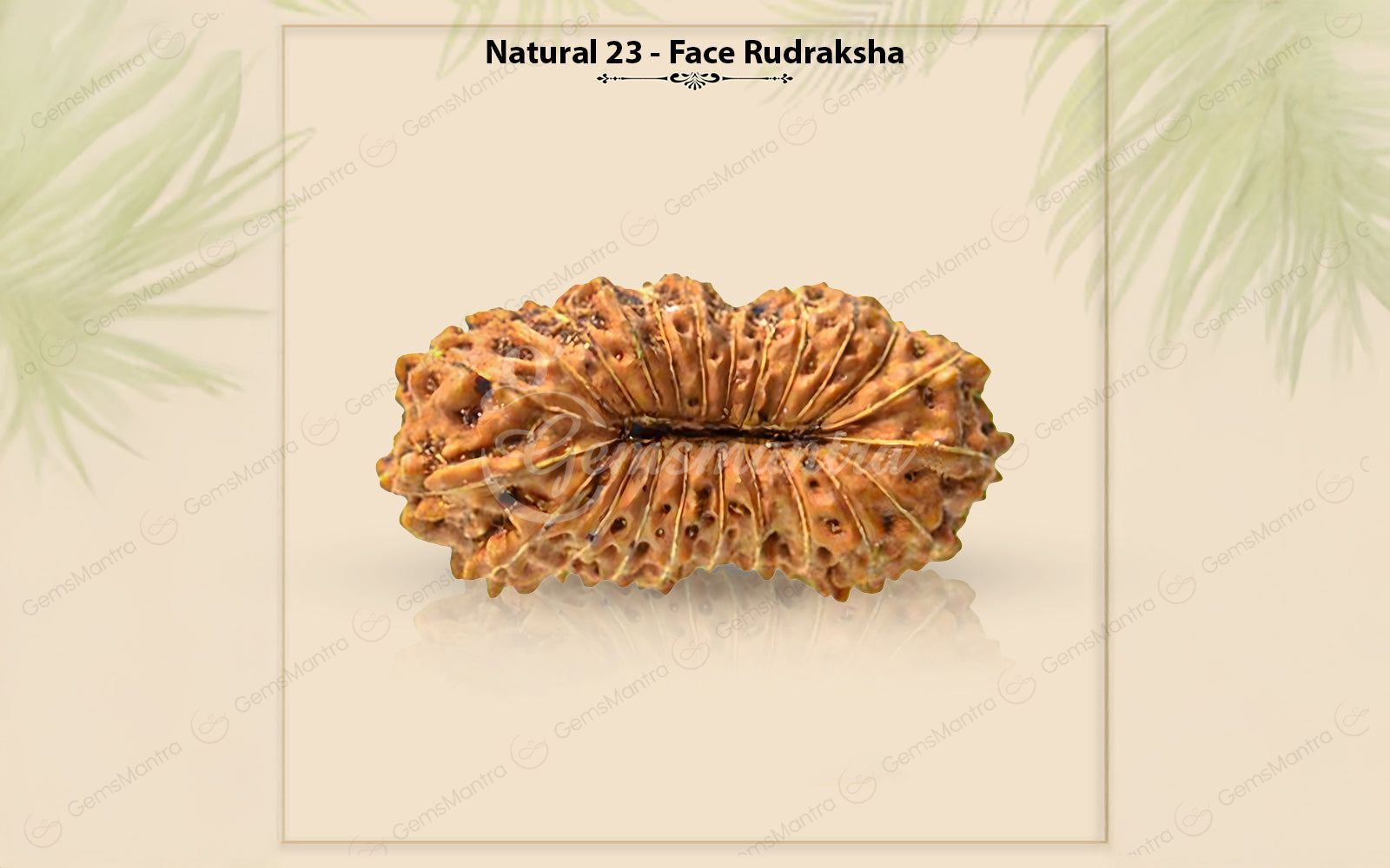 Natural 23 Mukhi Rudraksha (Nepali)