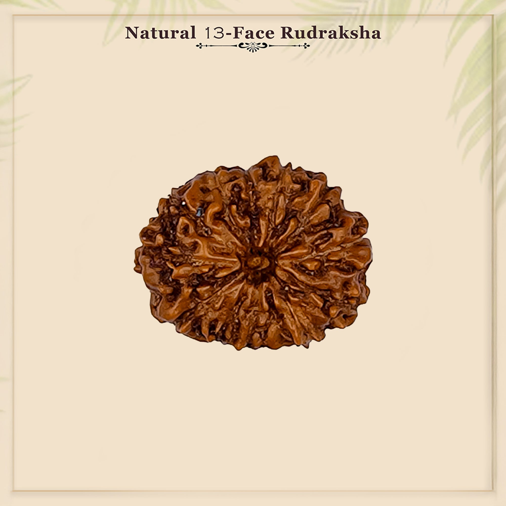 13 Mukhi Rudraksha – Original Indonesian Bead