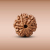 6 Mukhi