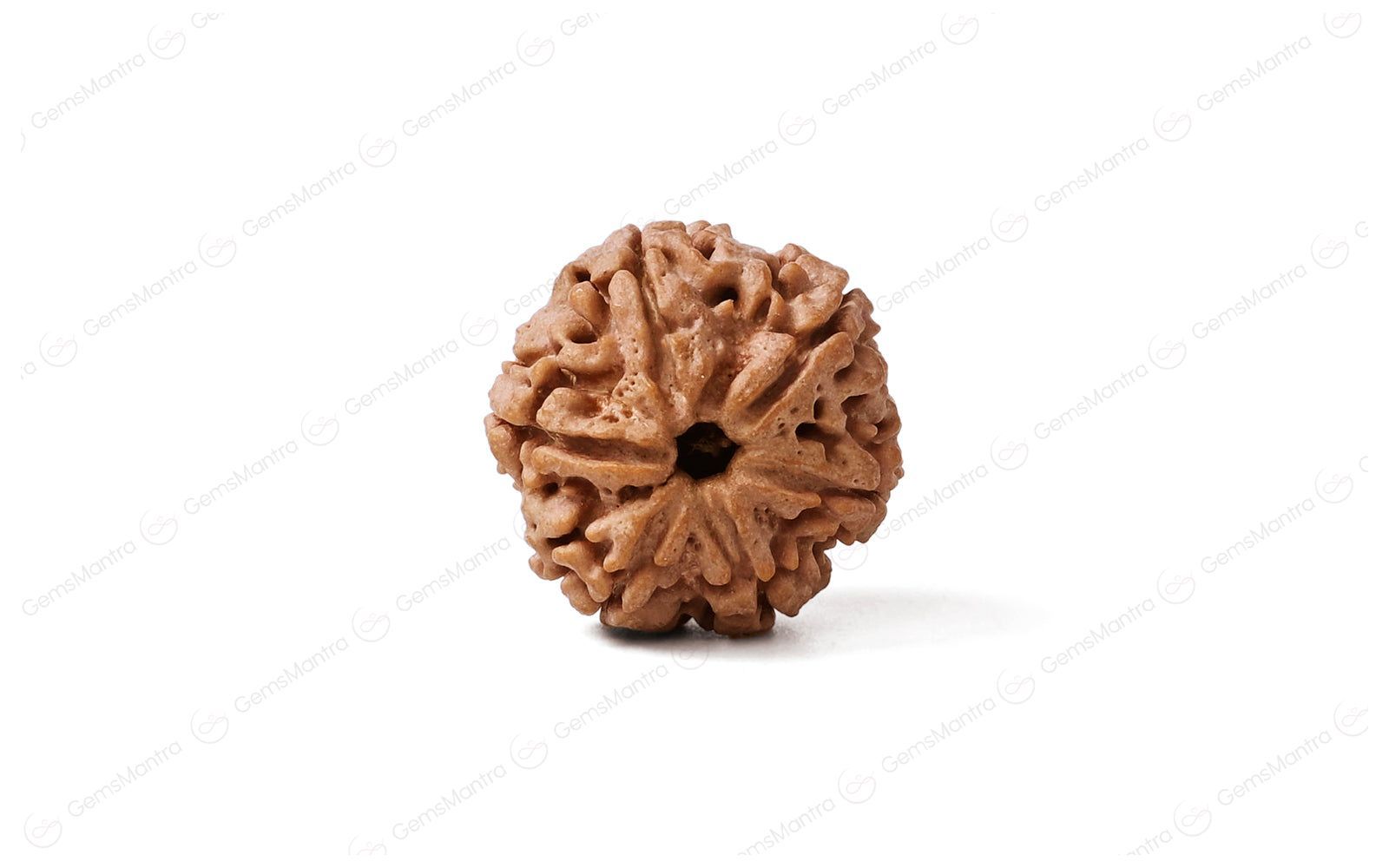 Abhimantrit Natural 6 Mukhi Rudraksha (Nepali)