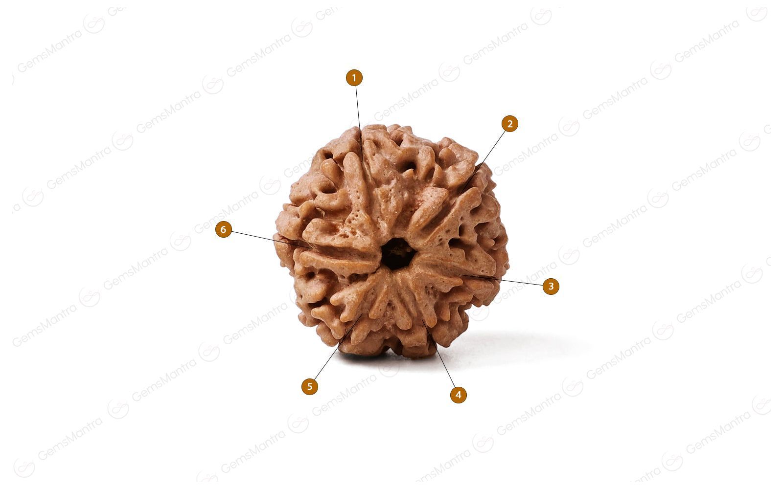 Abhimantrit Natural 6 Mukhi Rudraksha (Nepali)