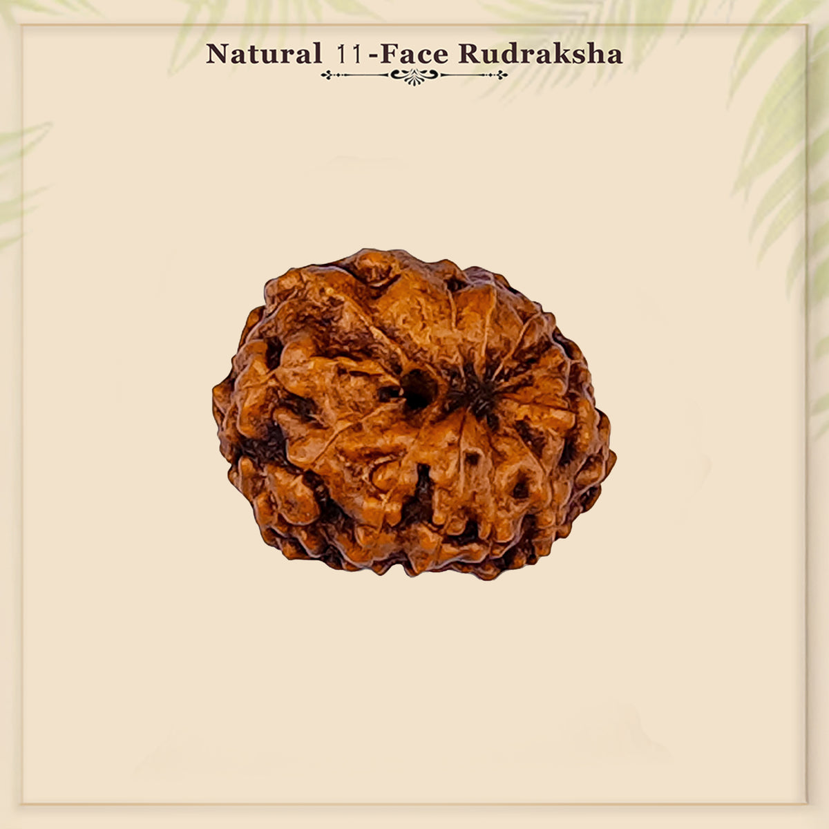 12 Mukhi Rudraksha – Original Indonesian Bead