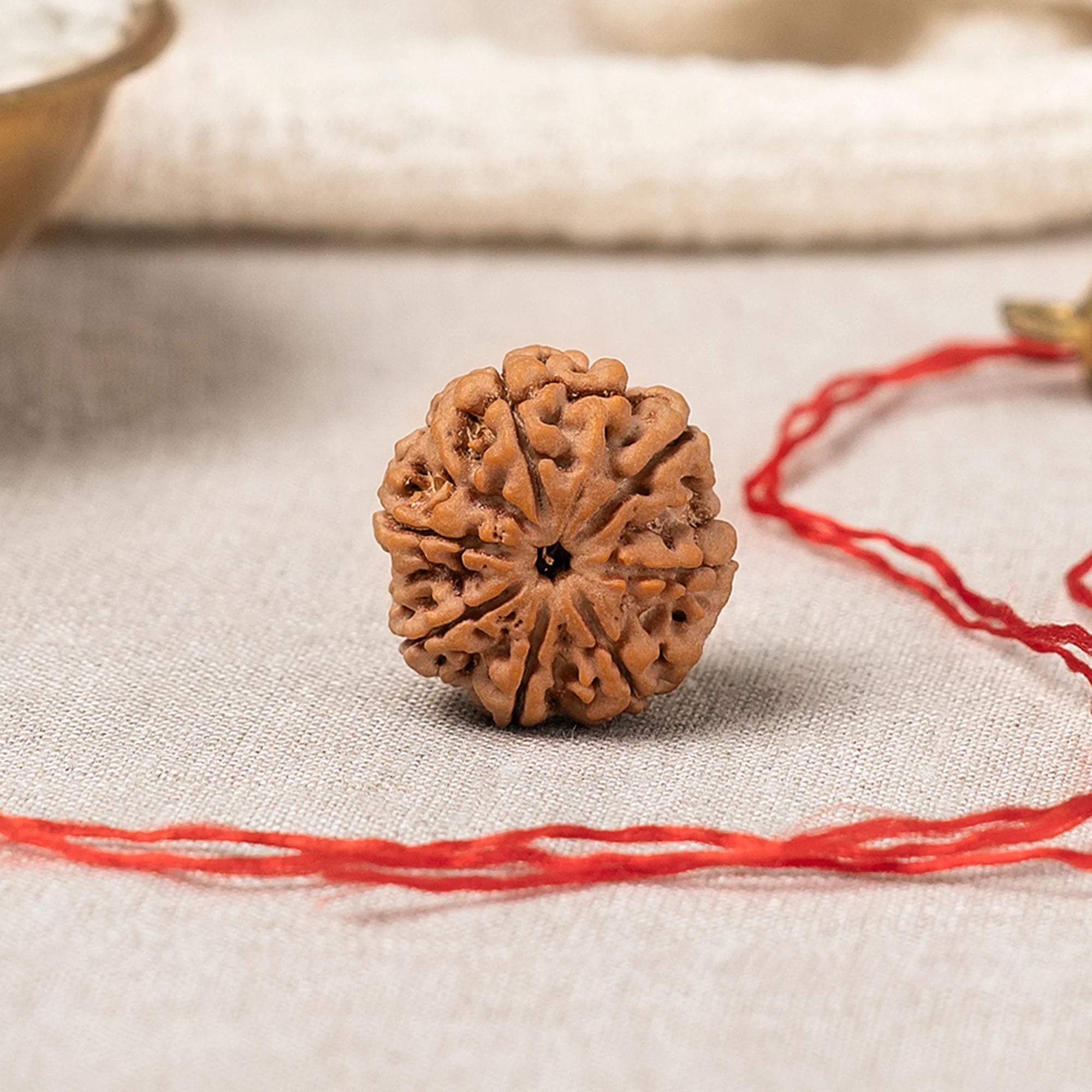 7 & 8 Mukhi Rudraksha Pair — Lakshmi & Ganesha Blessings