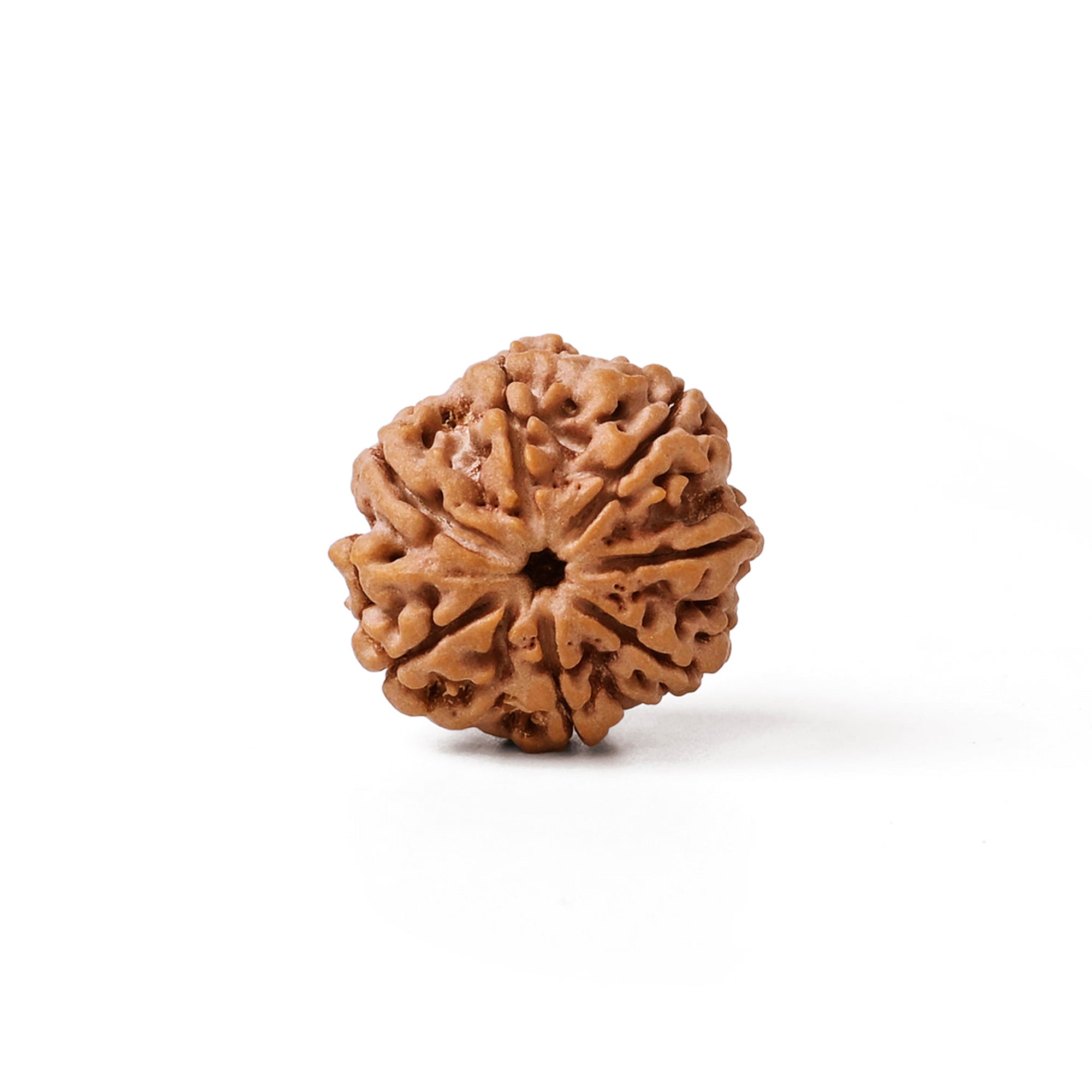 7 Mukhi Rudraksha – Original Nepali Bead