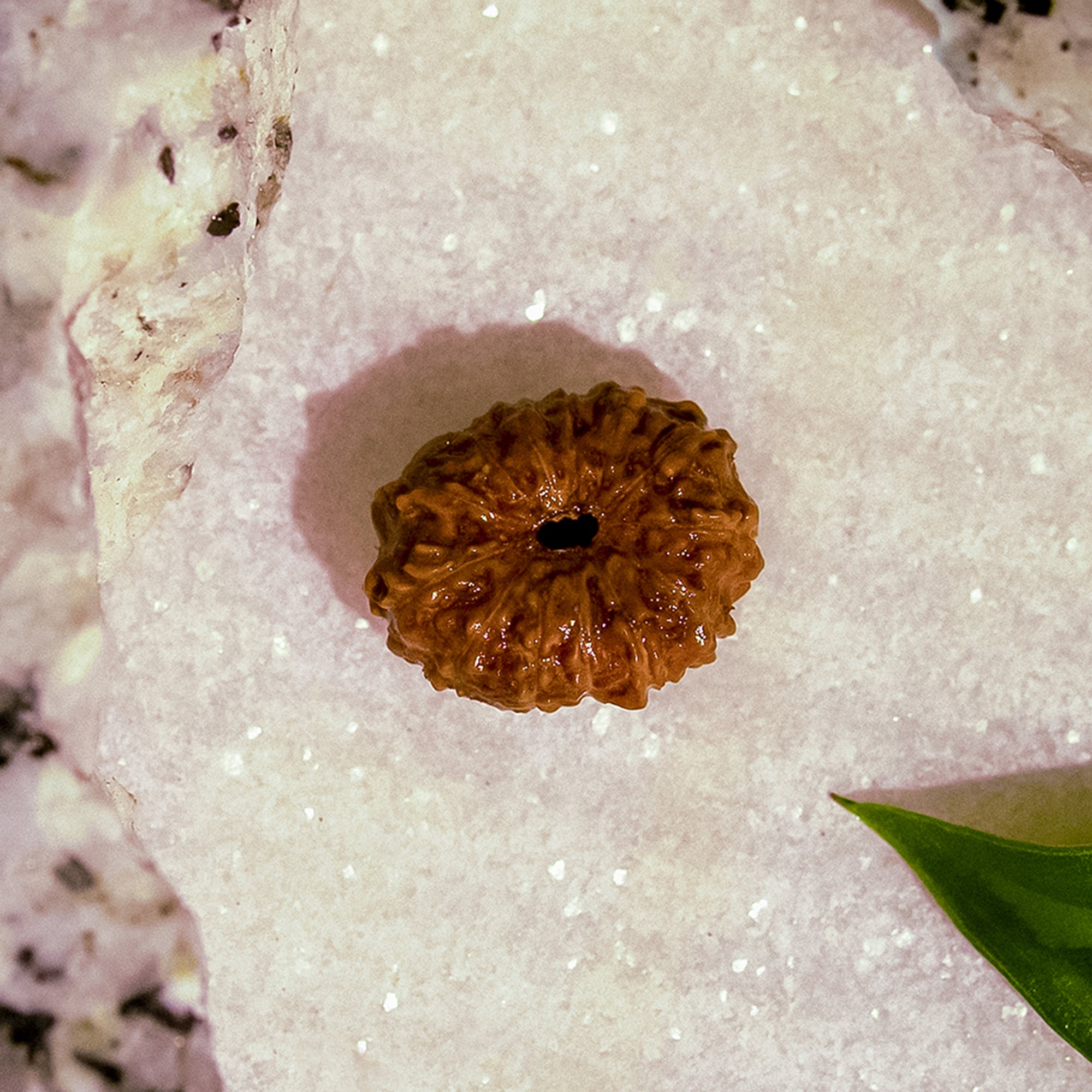13 Mukhi Rudraksha – Original Indonesian Bead