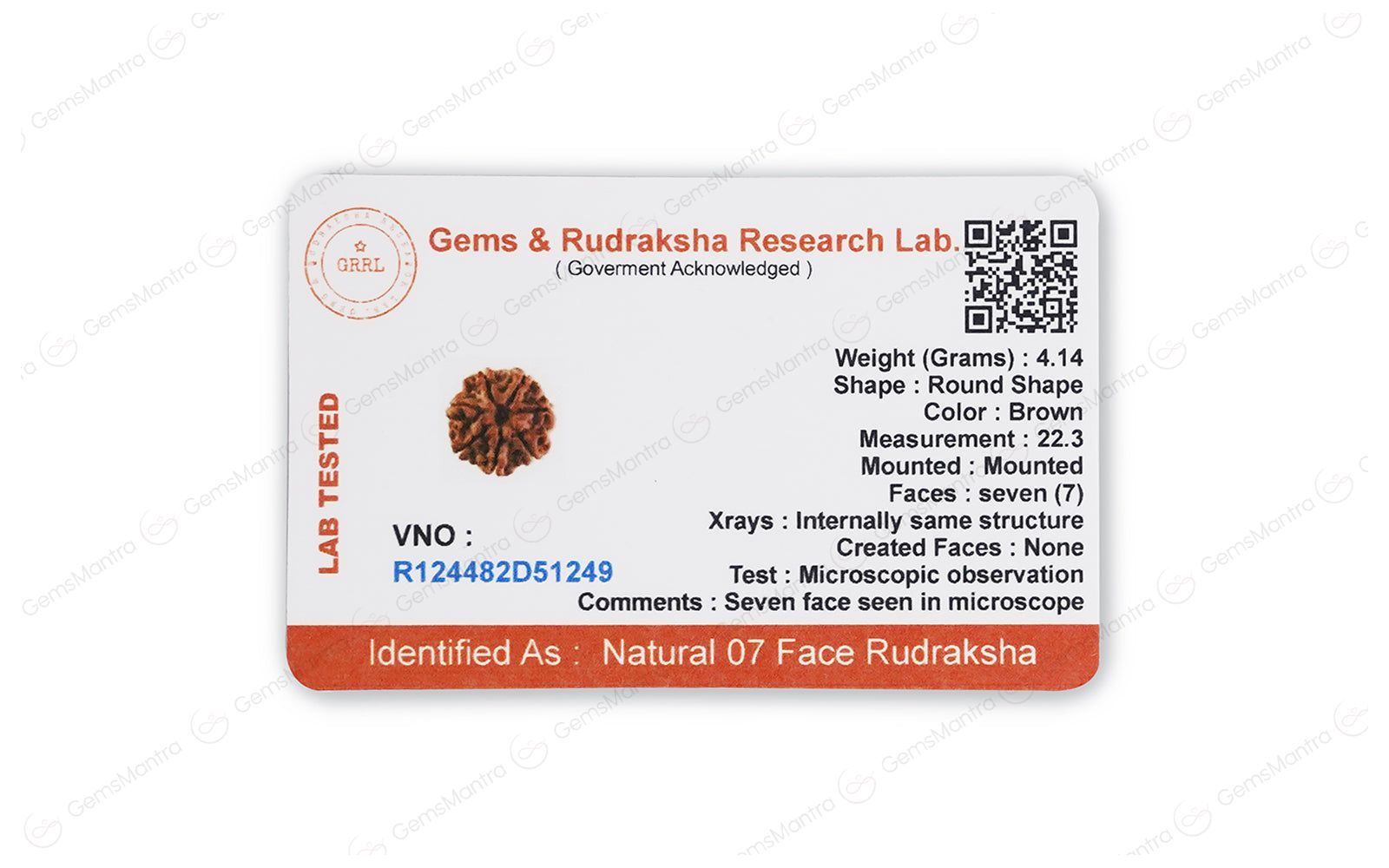 Natural 7 Mukhi Rudraksha