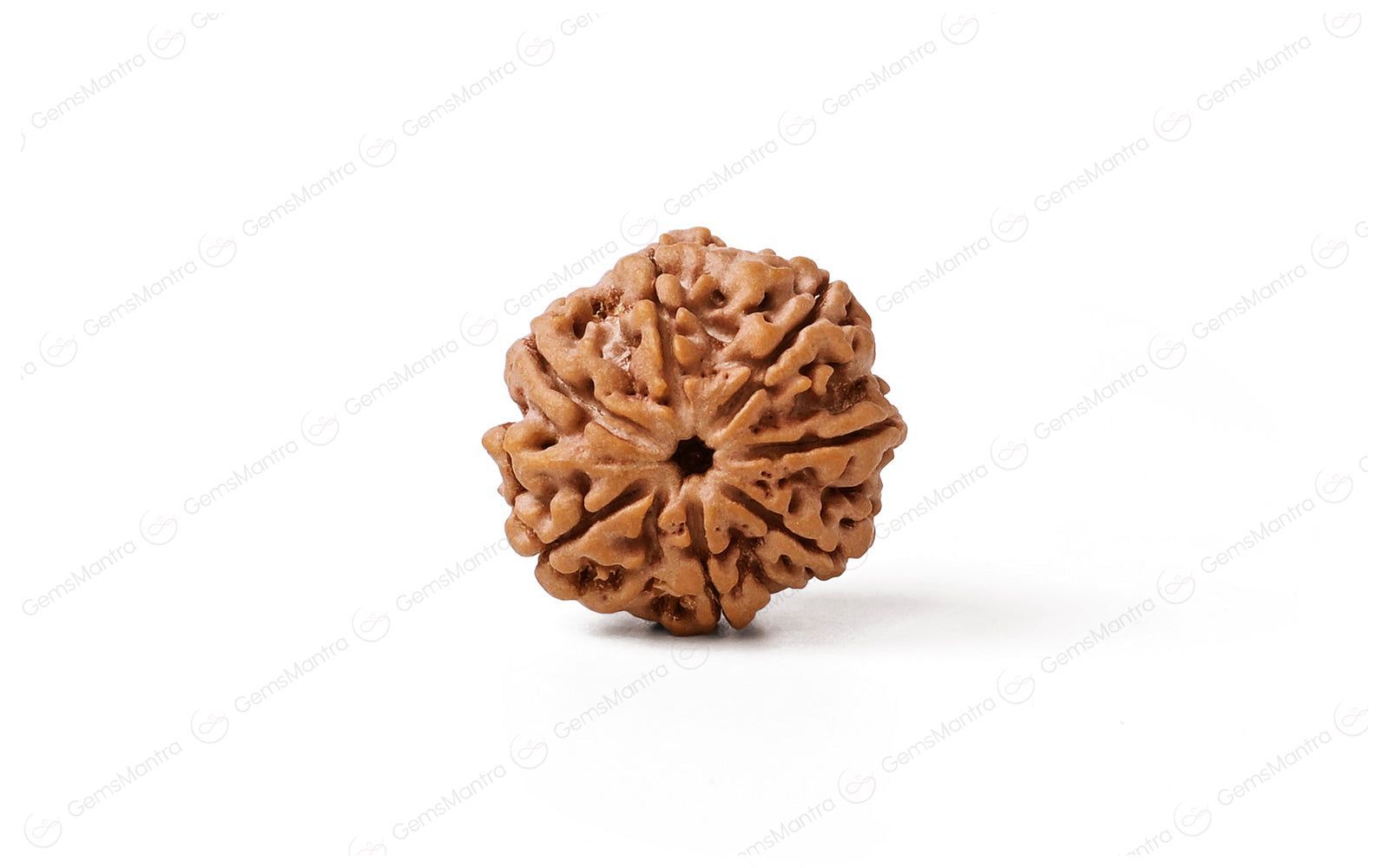 Abhimantrit Natural 7 Mukhi Rudraksha (Nepali)