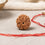 Natural 7 Mukhi Rudraksha (Nepali)
