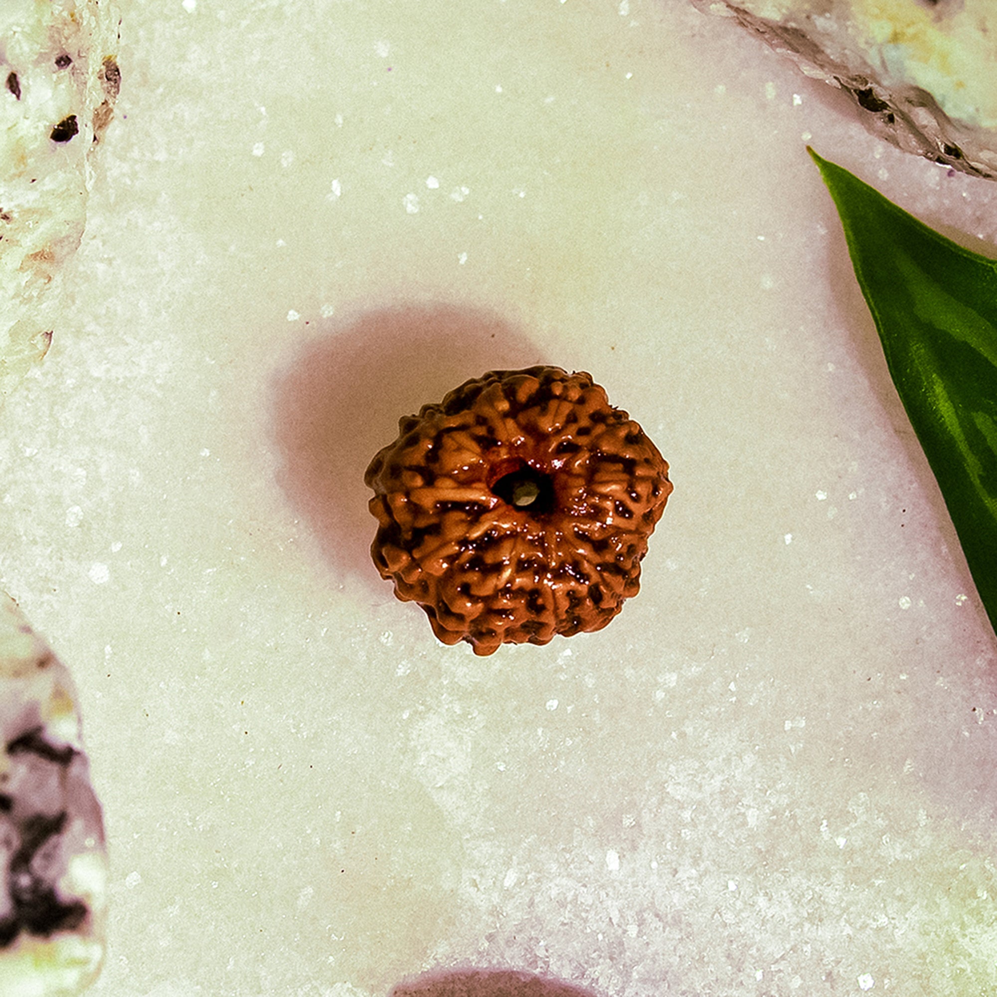 11 Mukhi Rudraksha – Original Indonesian Bead