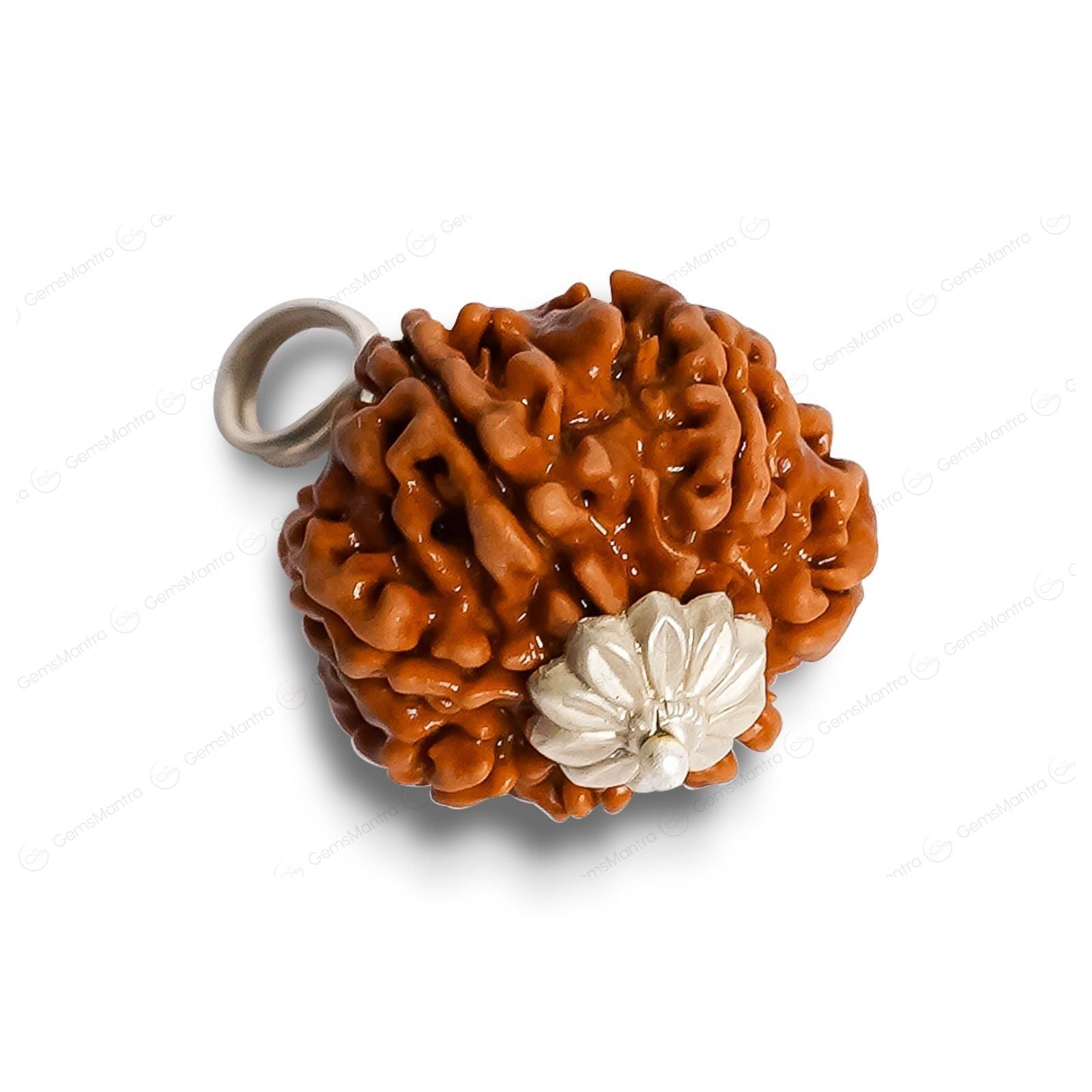 8 Mukhi Rudraksha (Indonesian Bead) - Gemsmantra