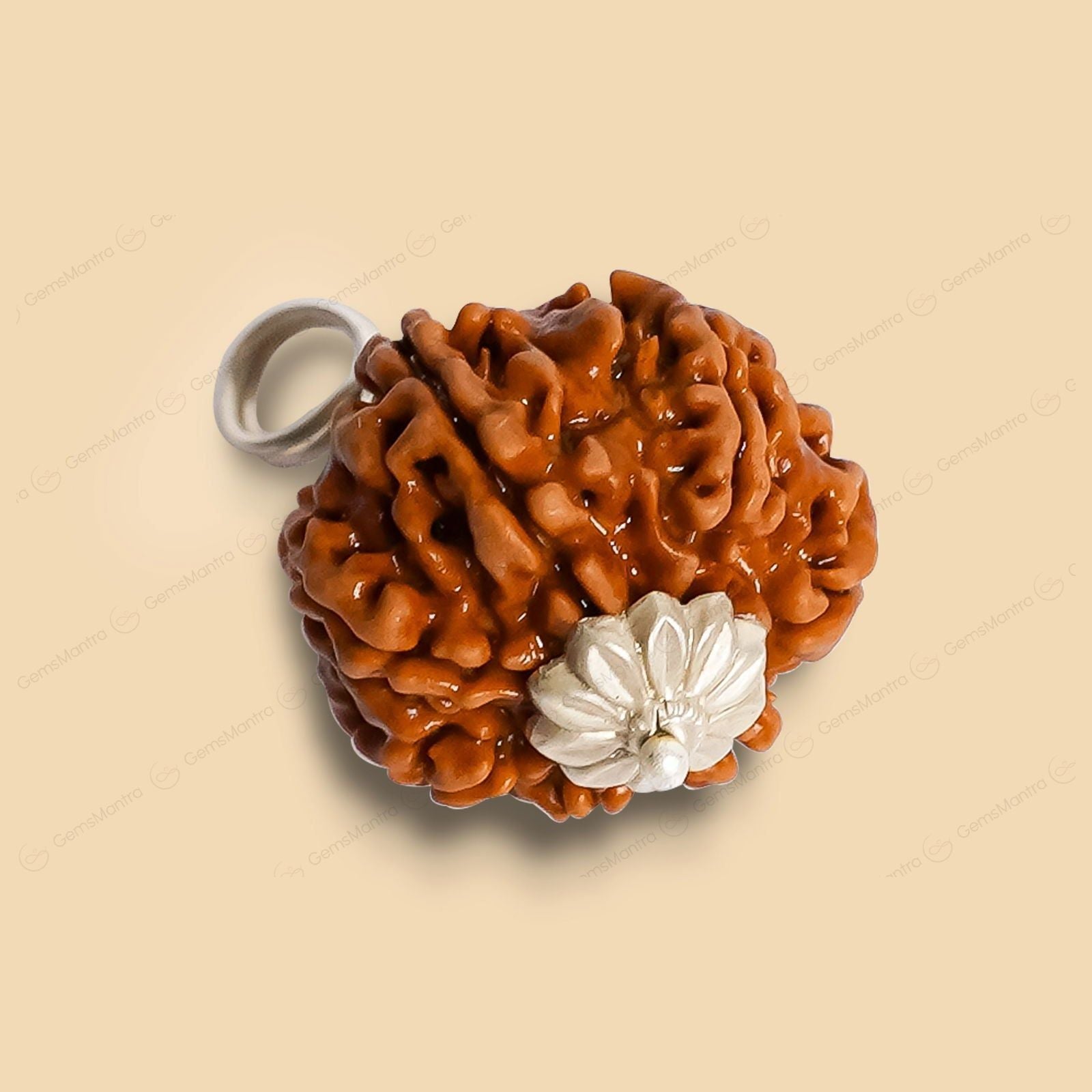 8 Mukhi Rudraksha (Indonesian Bead) - Gemsmantra