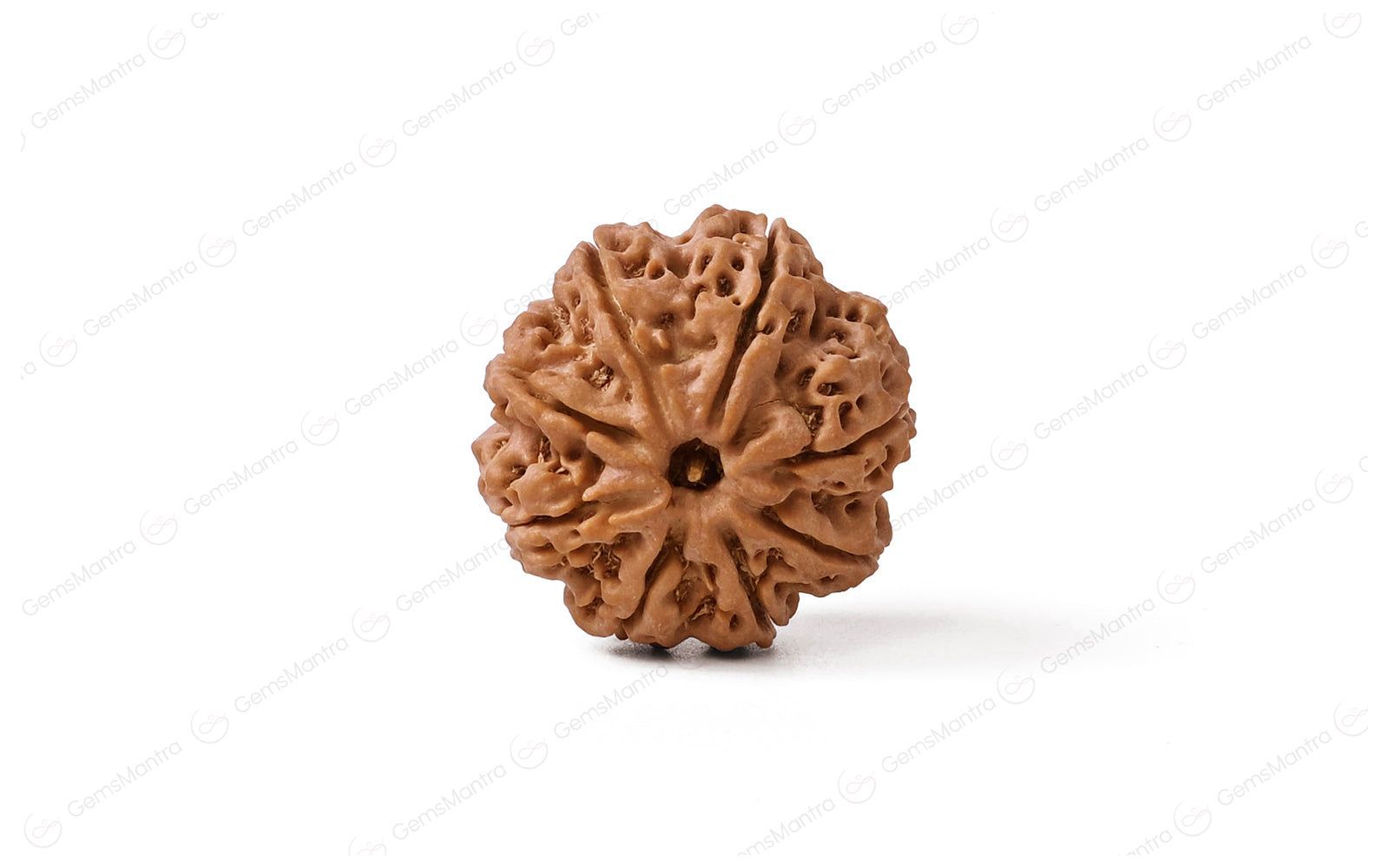 Natural 8 Mukhi Rudraksha (Nepali)