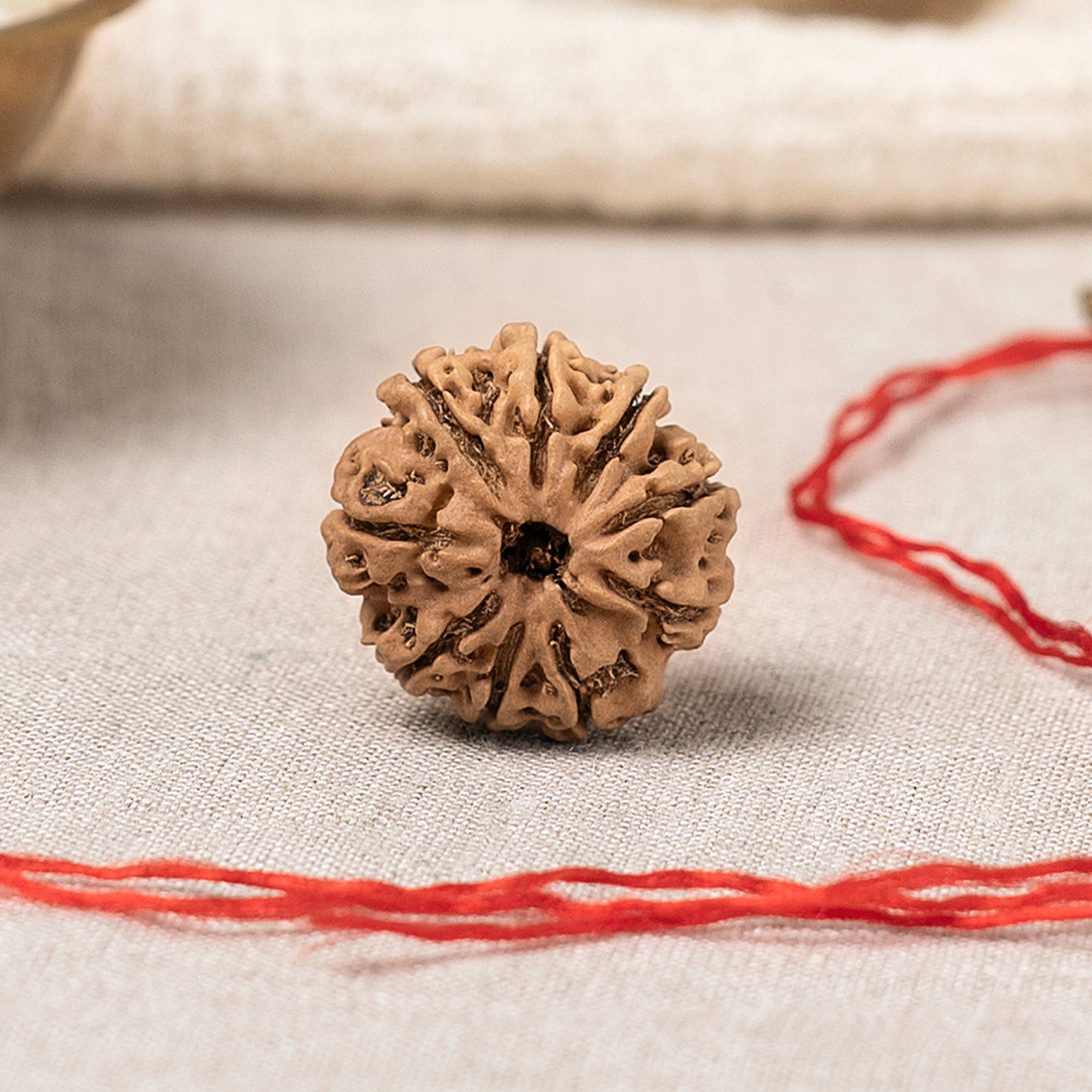 9 Mukhi Rudraksha – Original Nepali Bead