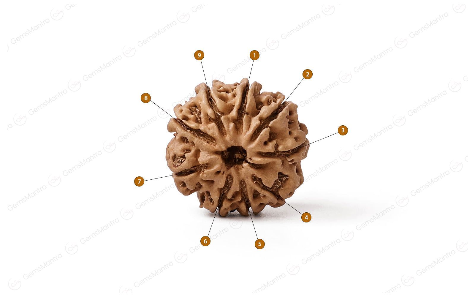 Abhimantrit Natural 9 Mukhi Rudraksha (Nepali)