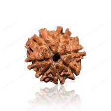 Abhimantrit 7 Mukhi Rudraksha - Gemsmantra