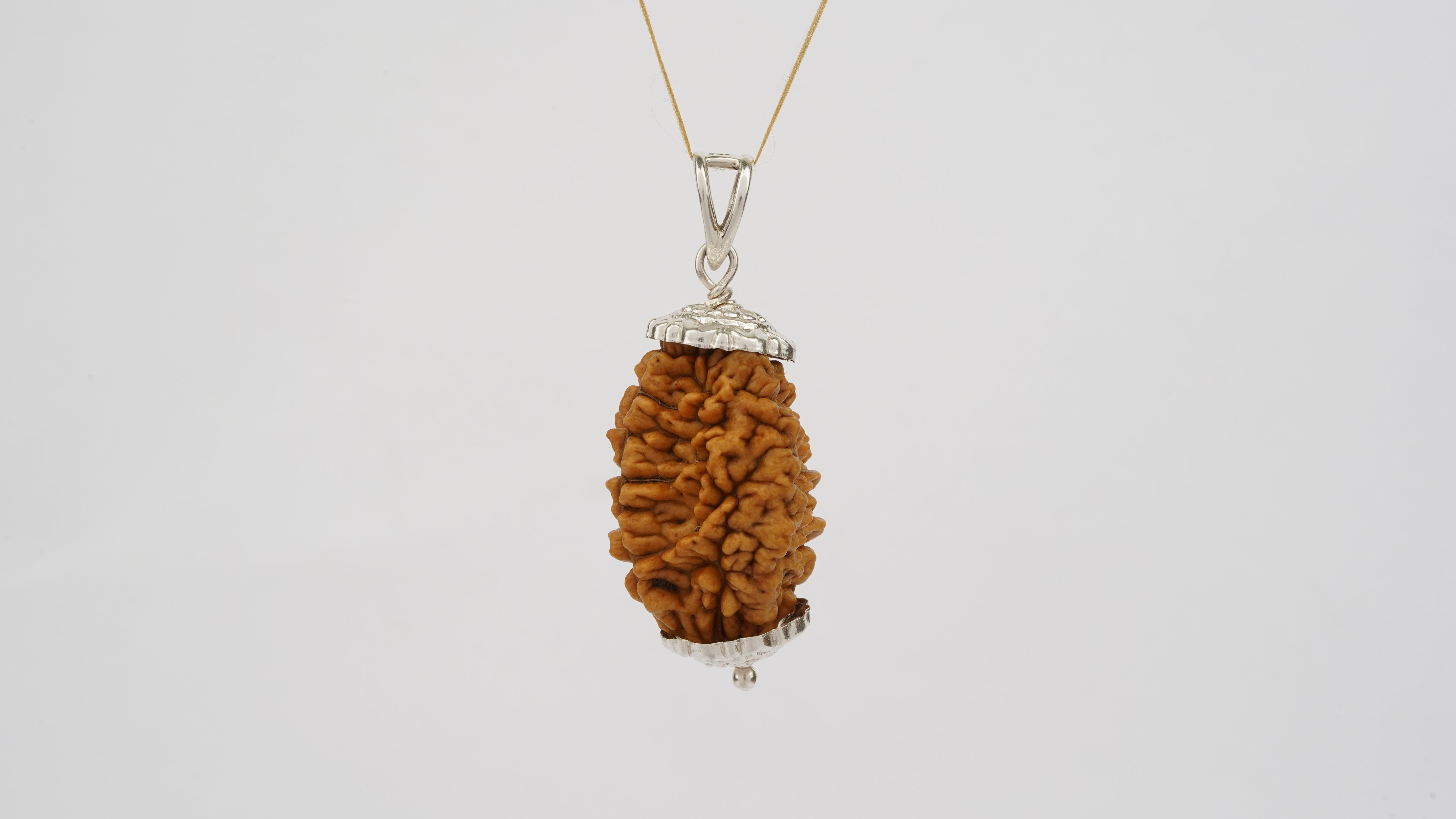 Natural 2 Mukhi Rudraksha (Indian)