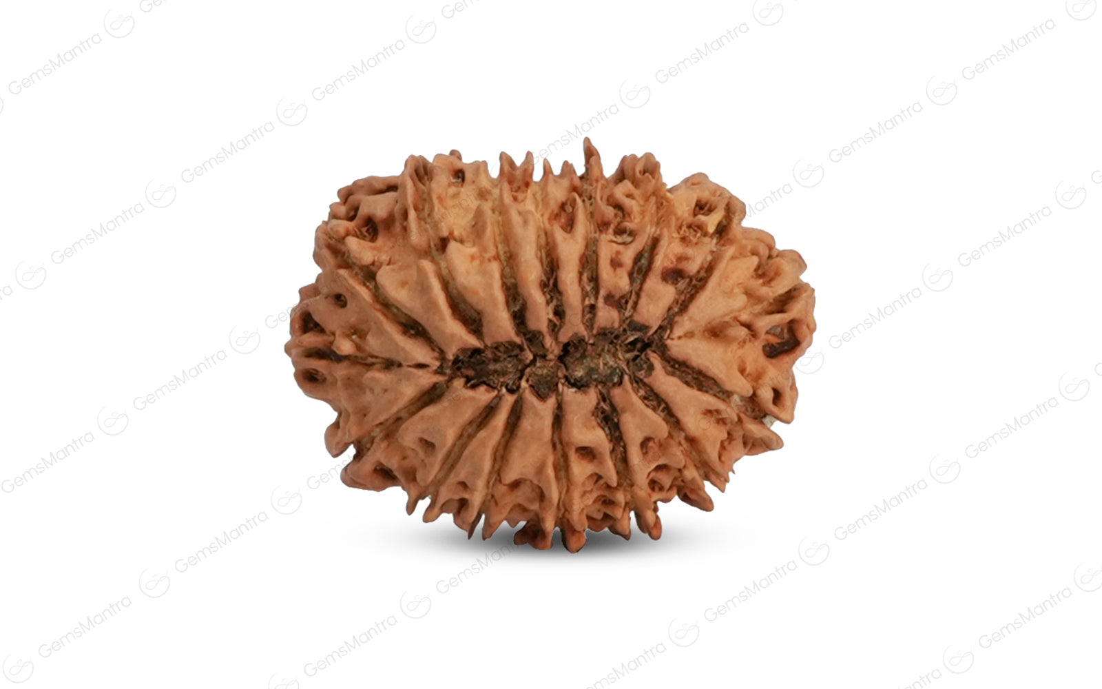Natural 16 Mukhi Rudraksha (Nepali)
