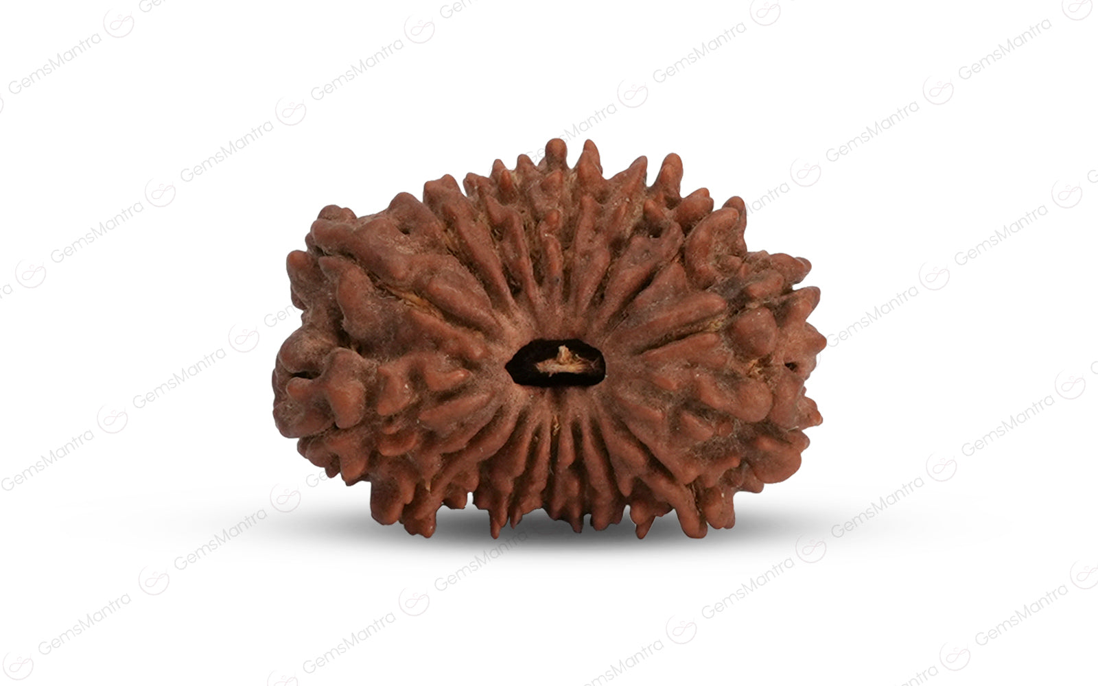 Natural 17 Mukhi Rudraksha (Nepali)