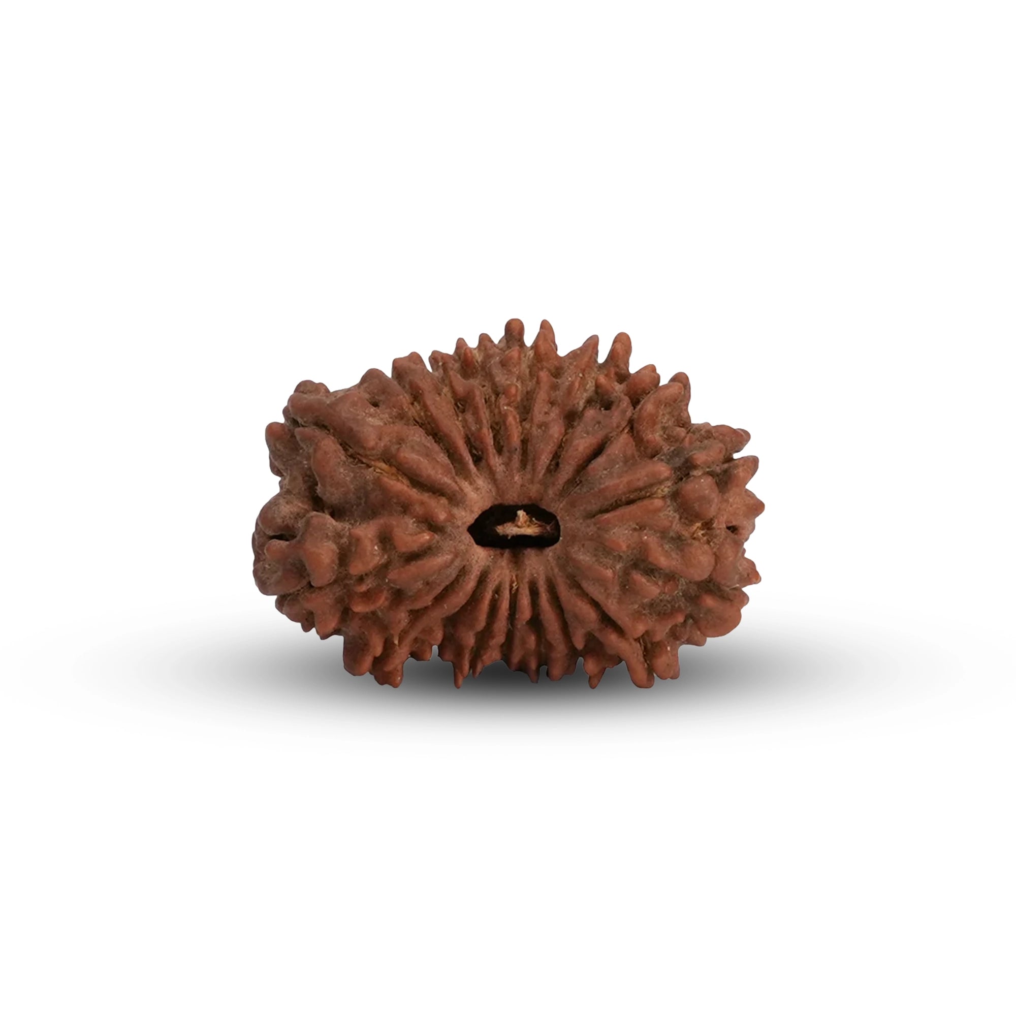 Natural 17 Mukhi Rudraksha – Original Nepali Bead