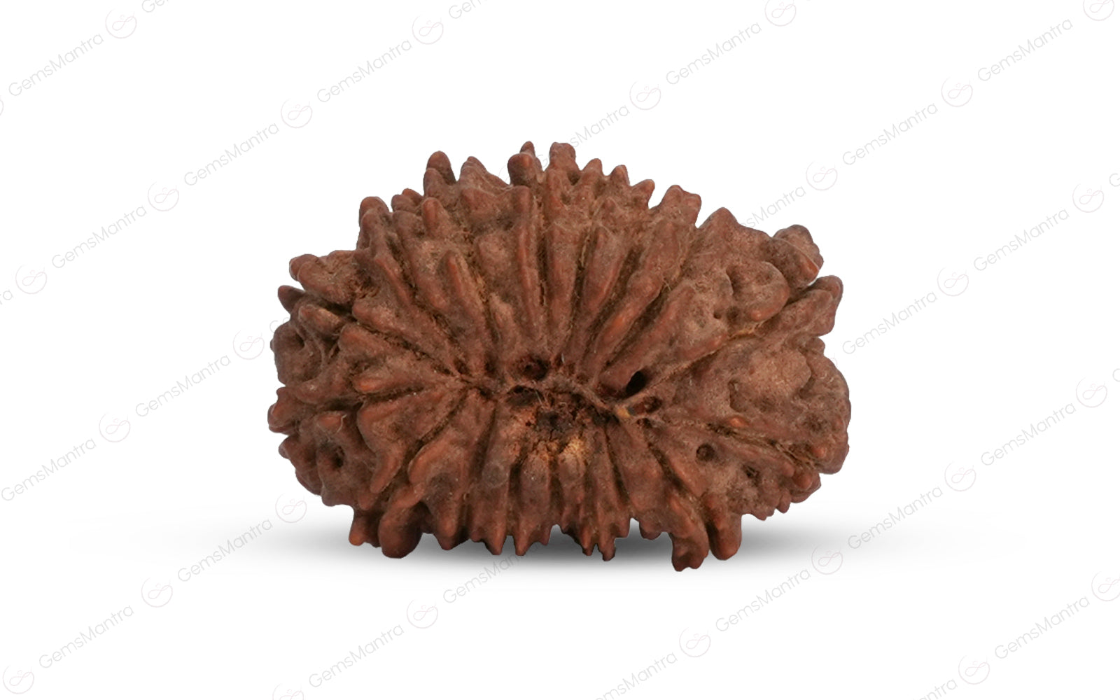 Natural 17 Mukhi Rudraksha (Nepali)
