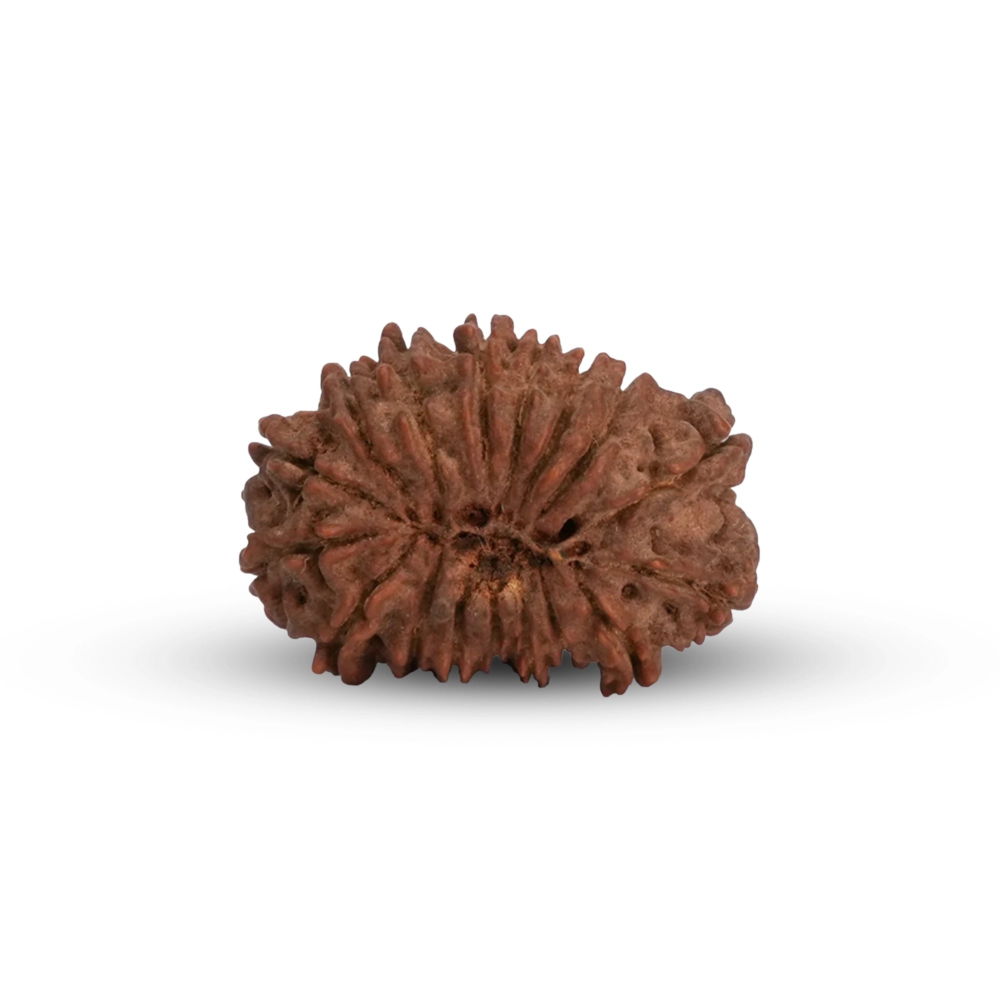 Natural 17 Mukhi Rudraksha – Original Nepali Bead