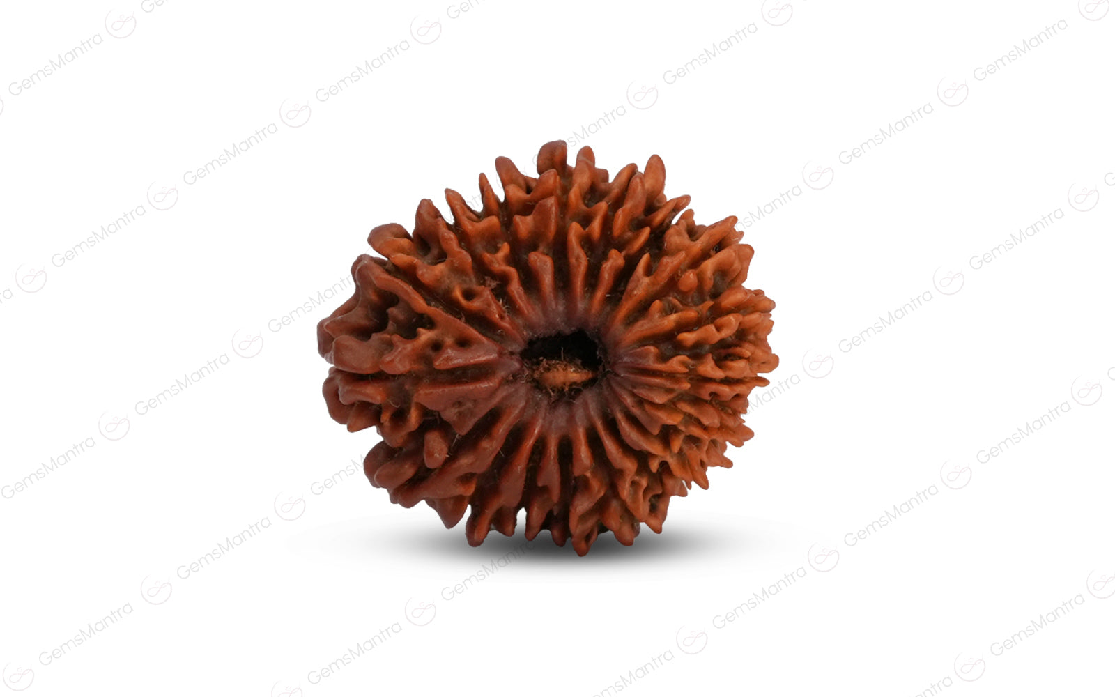 Natural 18 Mukhi Rudraksha (Nepali)